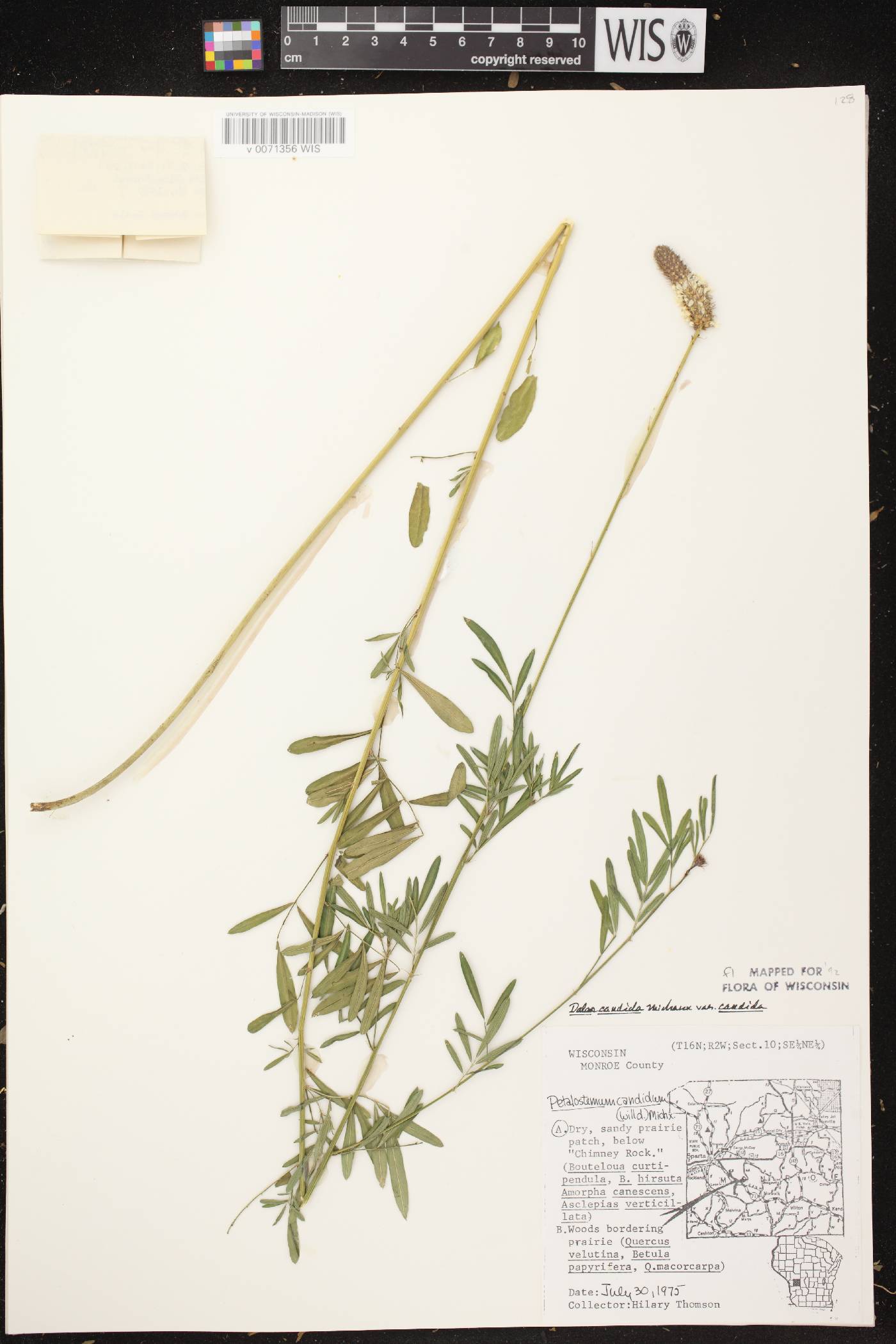 Dalea candida image