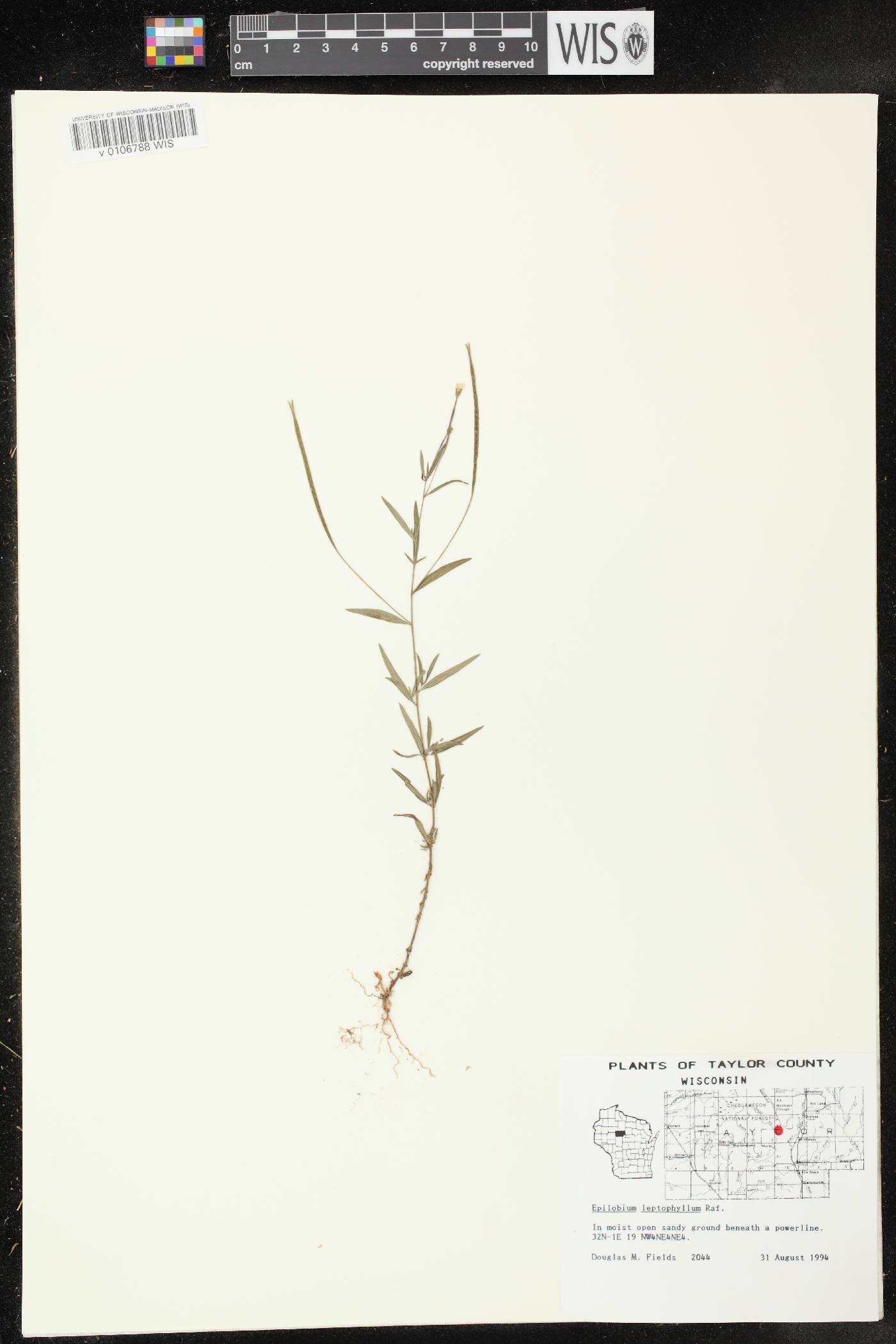 Epilobium leptophyllum image