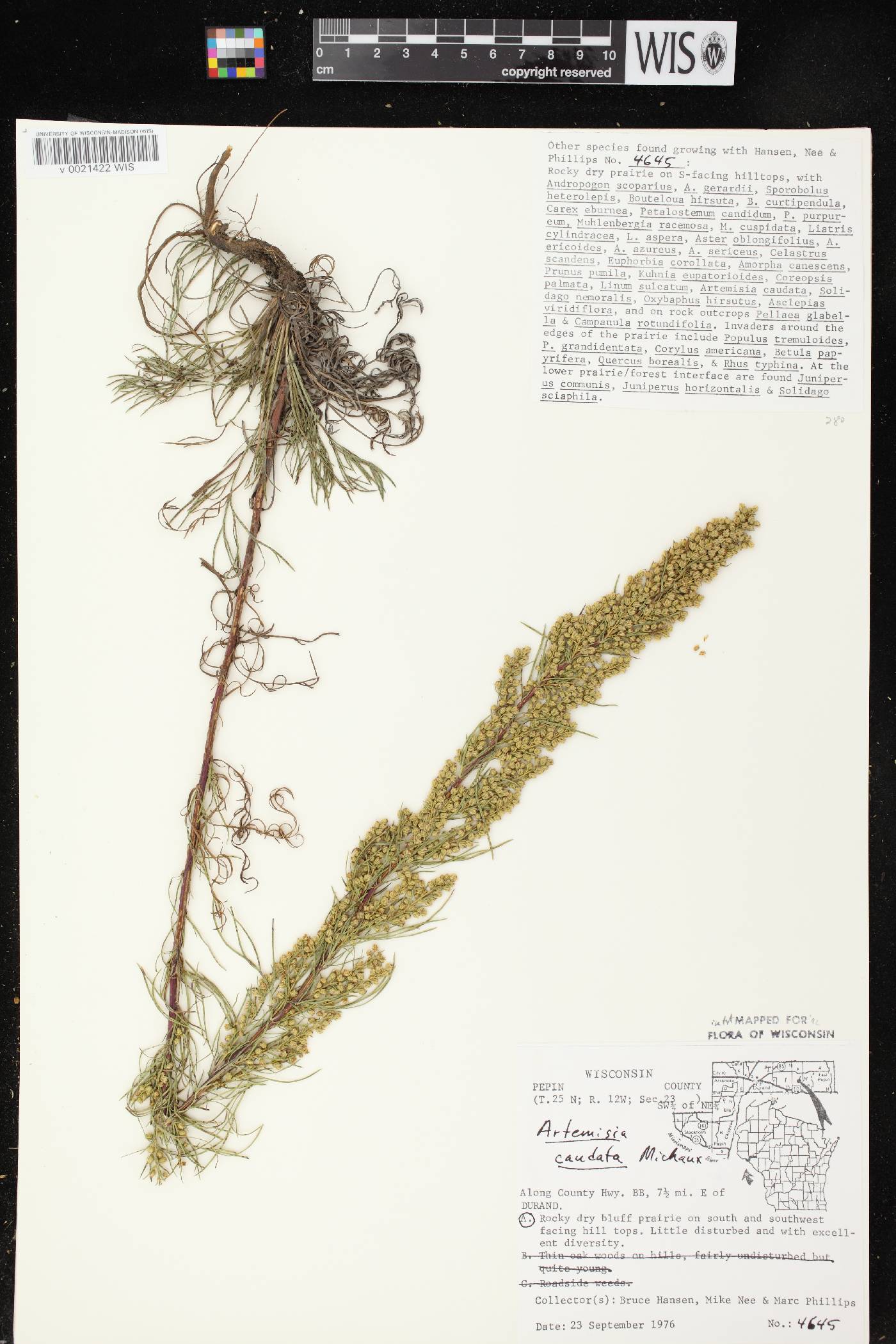 Artemisia campestris image