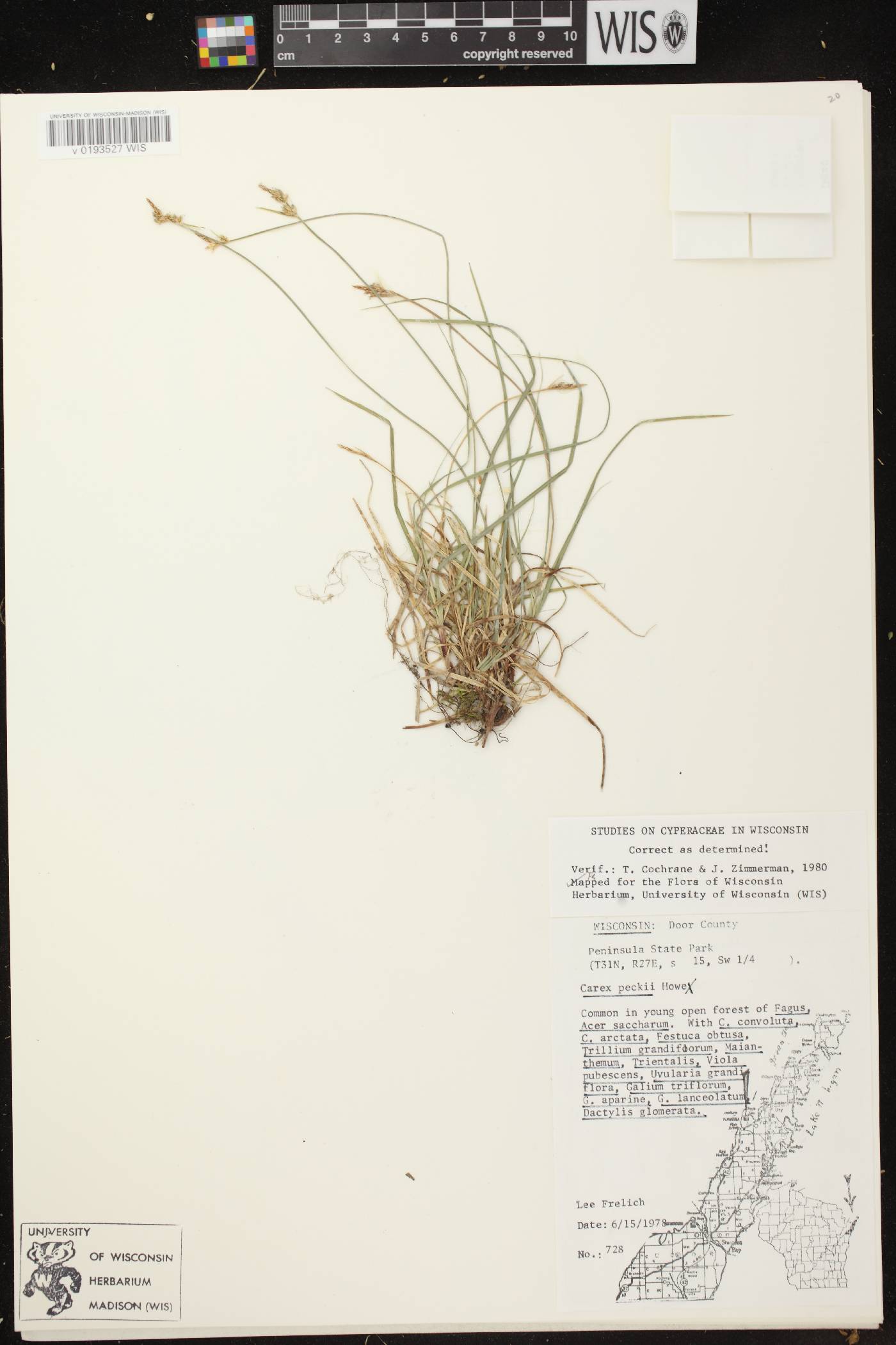 Carex peckii image