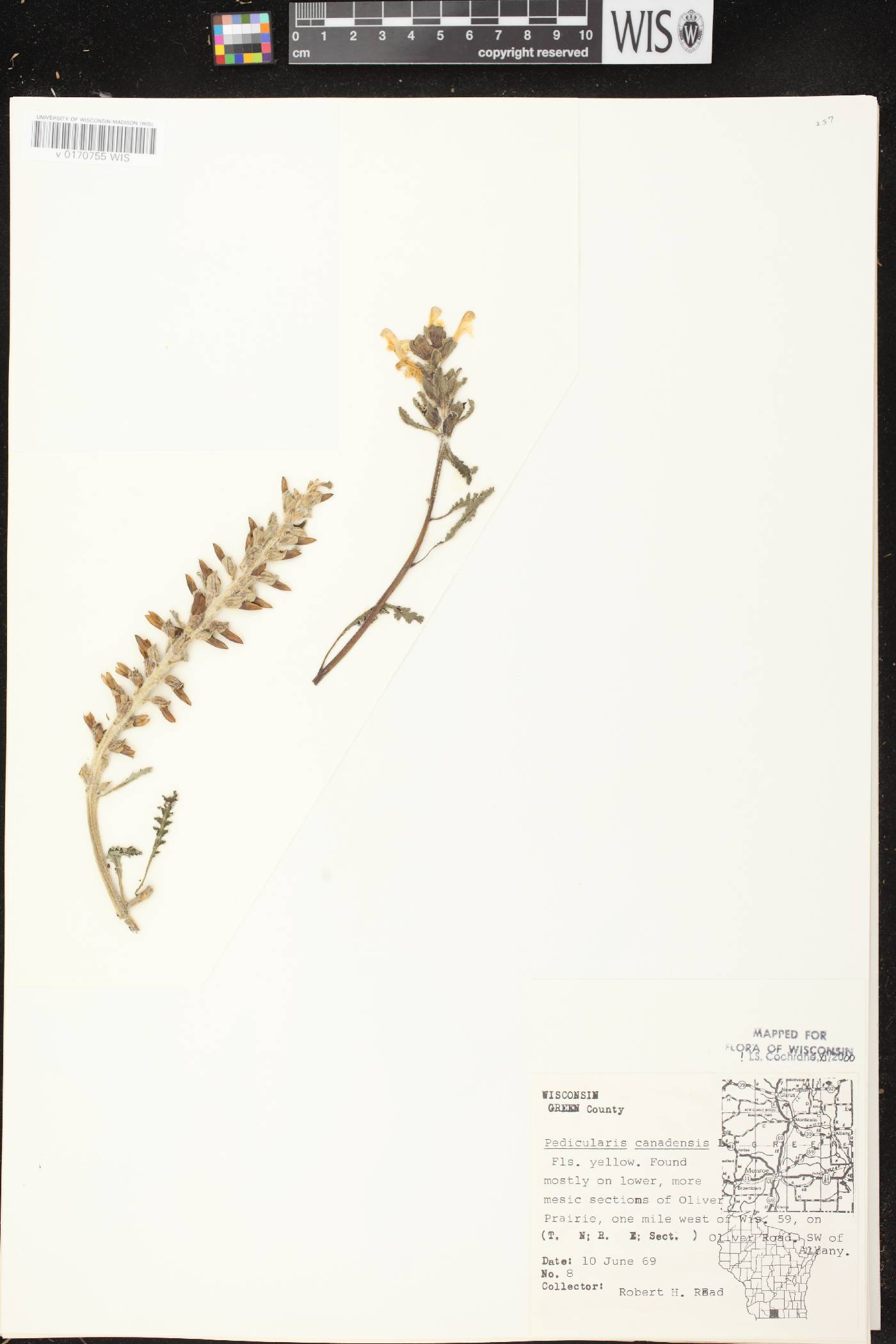 Pedicularis canadensis subsp. canadensis image