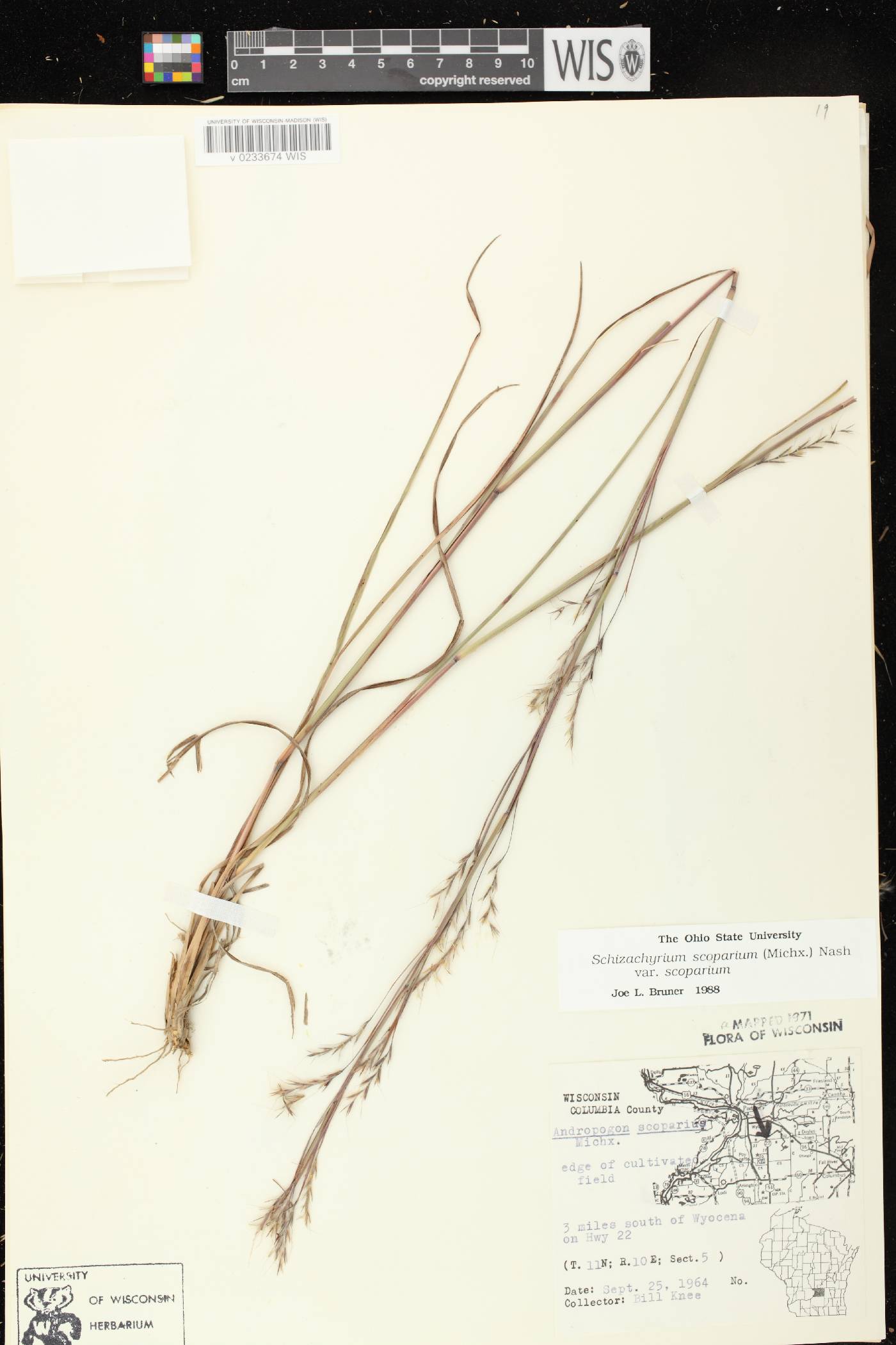Schizachyrium scoparium var. scoparium image