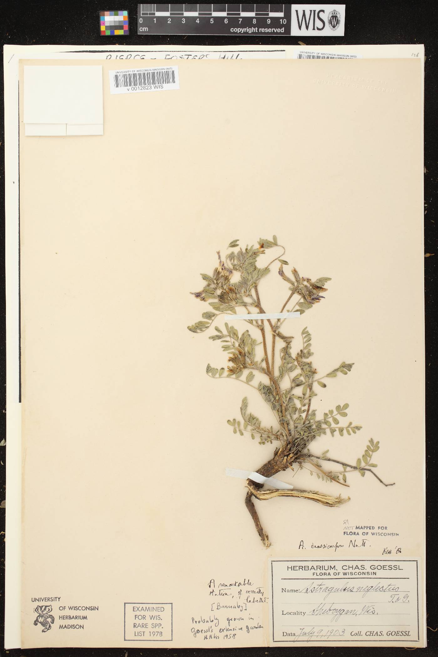 Astragalus crassicarpus var. crassicarpus image