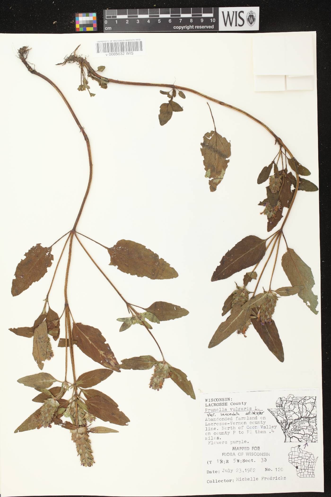 Prunella vulgaris image
