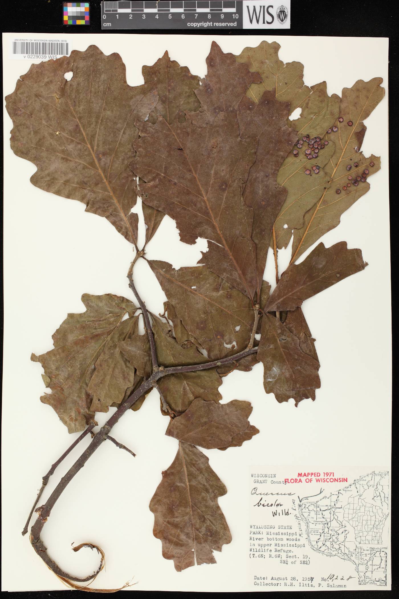 Quercus bicolor image