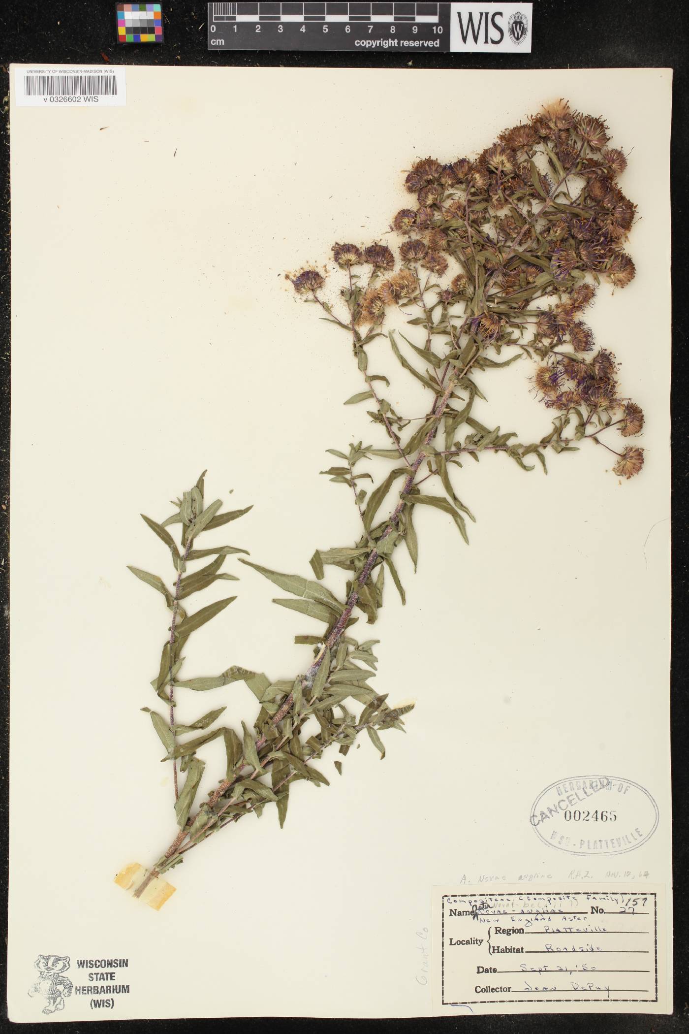Symphyotrichum novae-angliae image