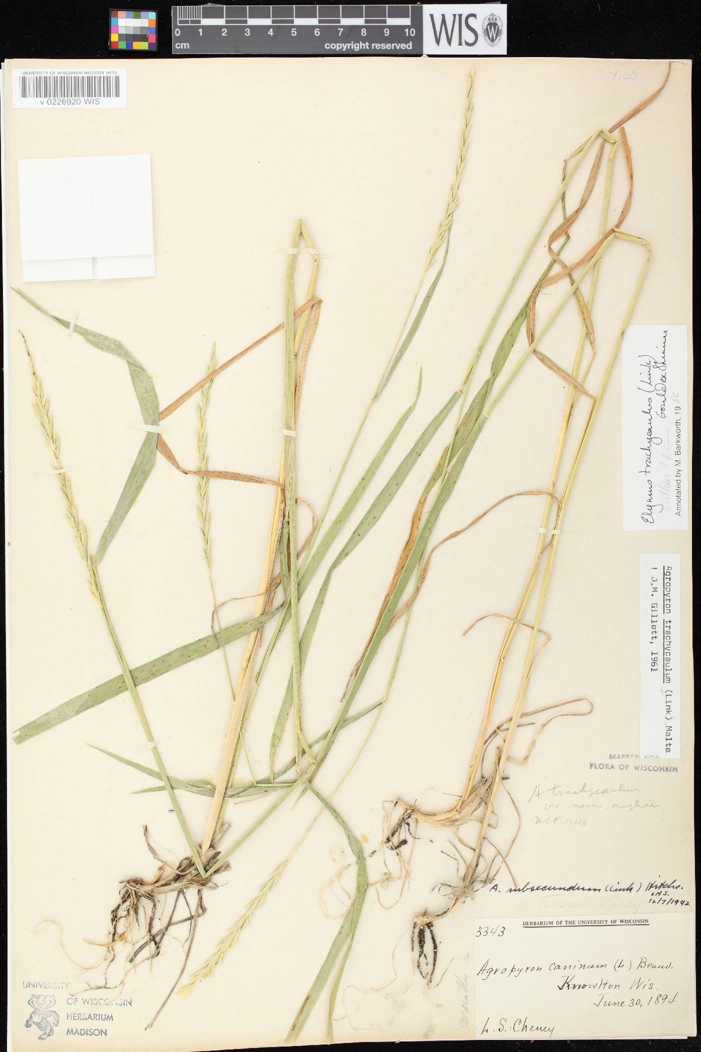 Elymus trachycaulus subsp. trachycaulus image