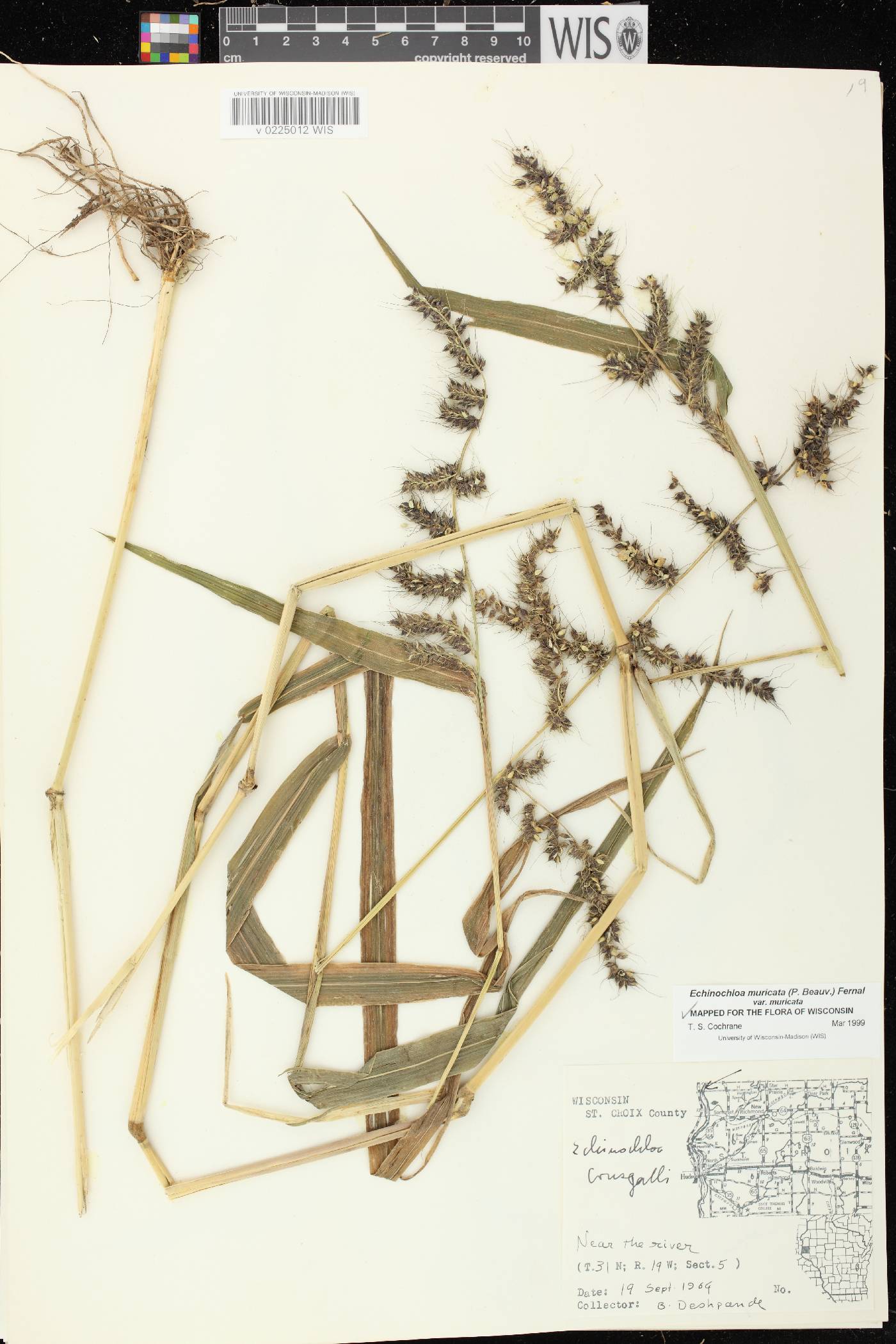 Echinochloa muricata var. muricata image