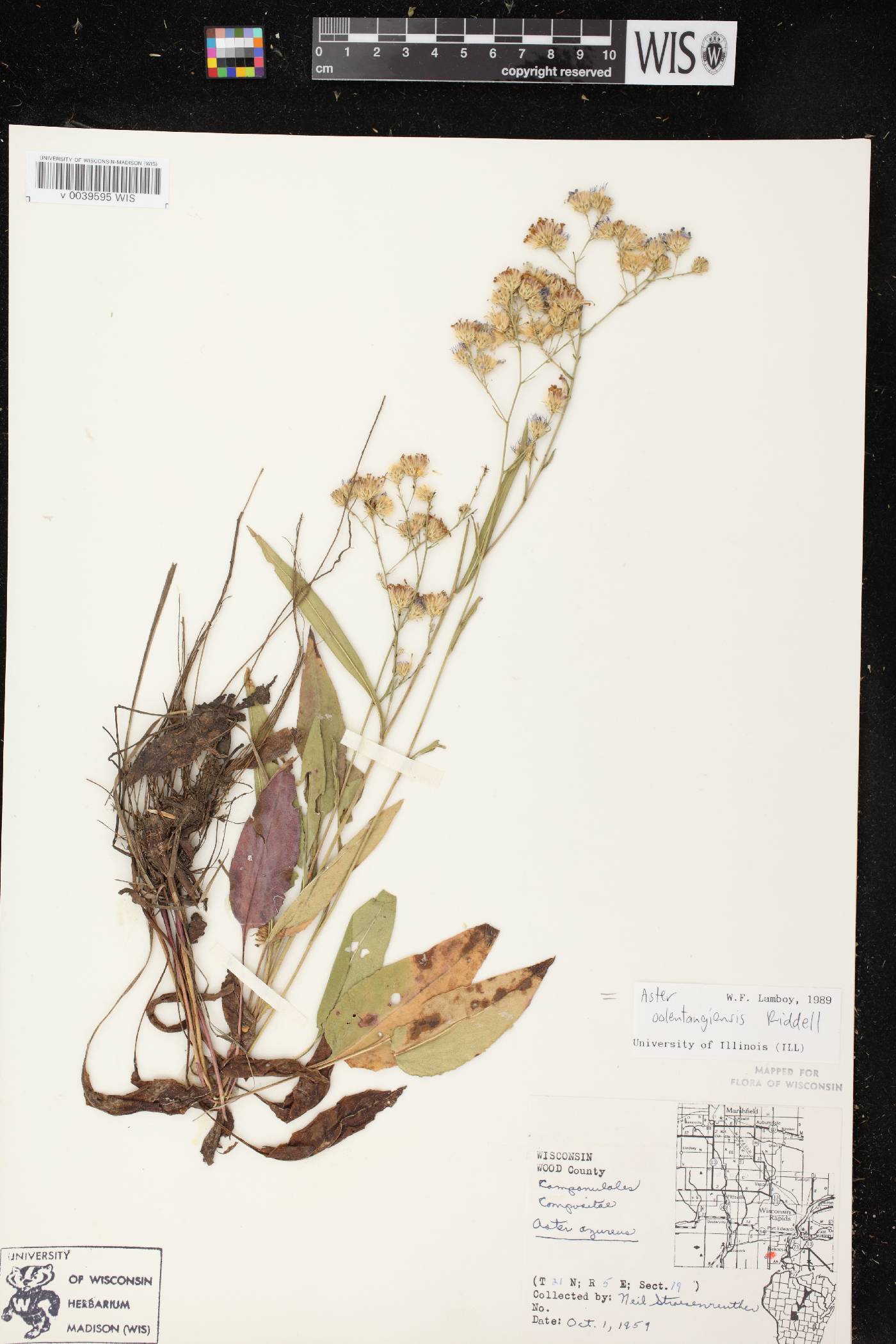 Symphyotrichum oolentangiense image