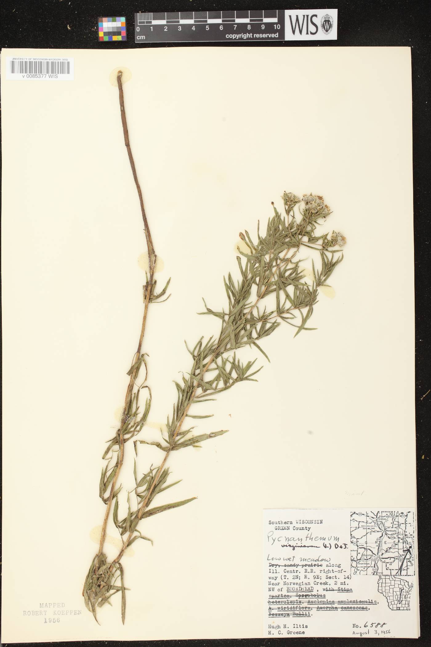Pycnanthemum virginianum image