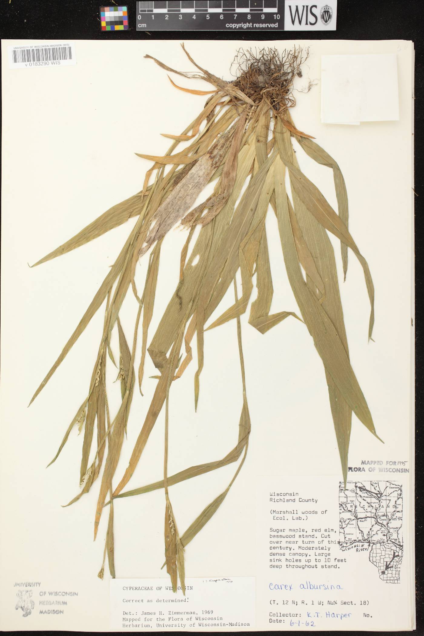 Carex albursina image
