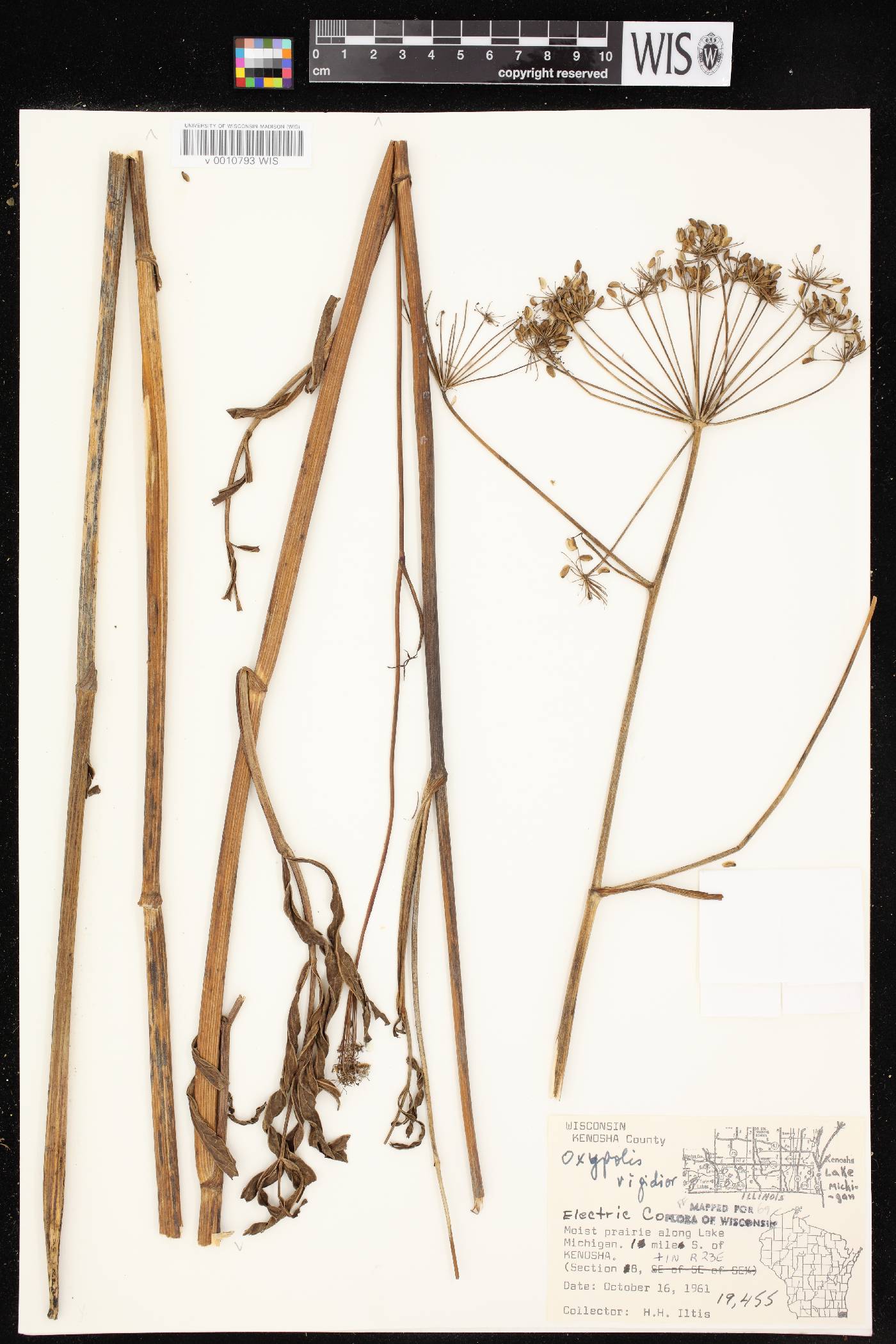Oxypolis rigidior image