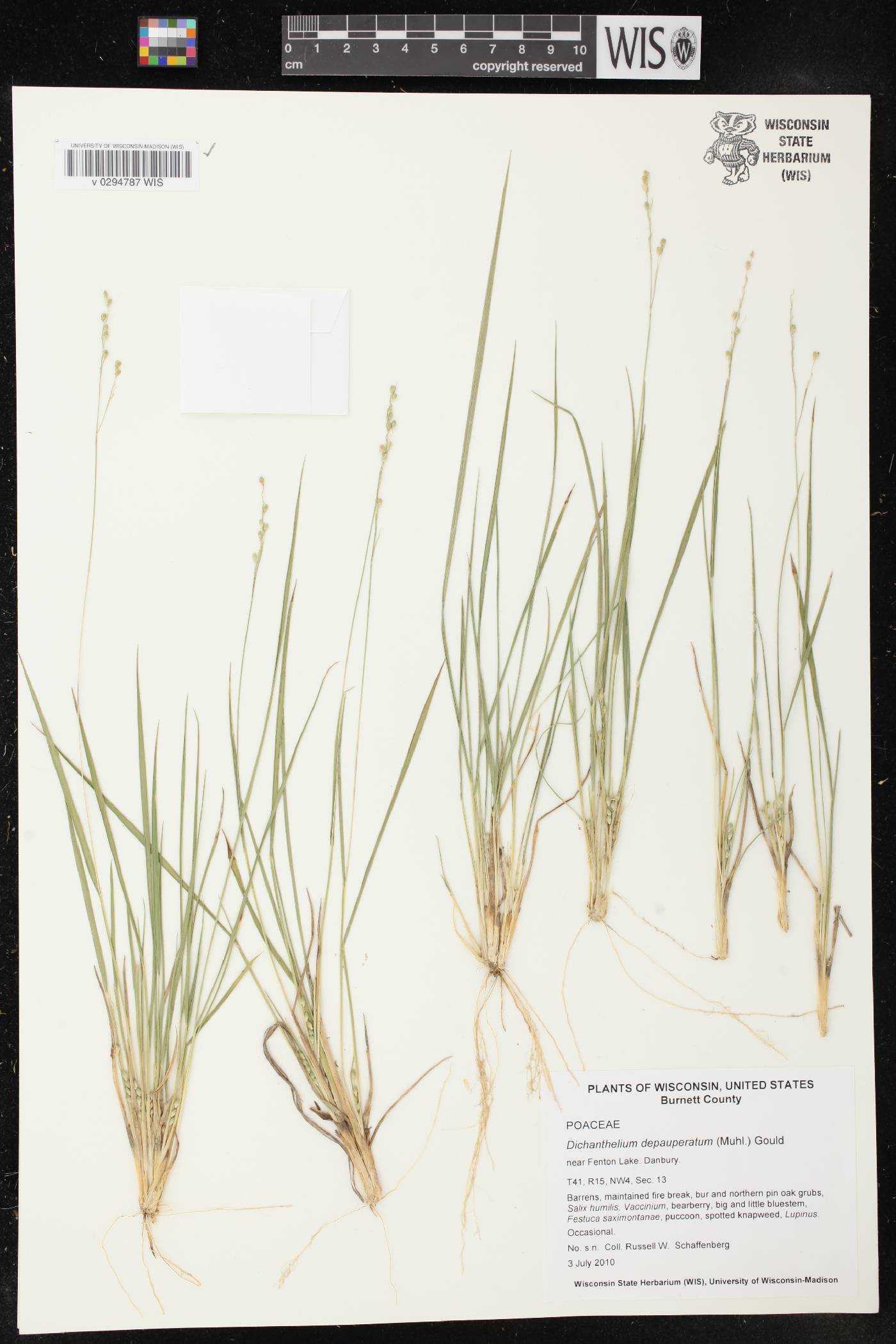Dichanthelium depauperatum image