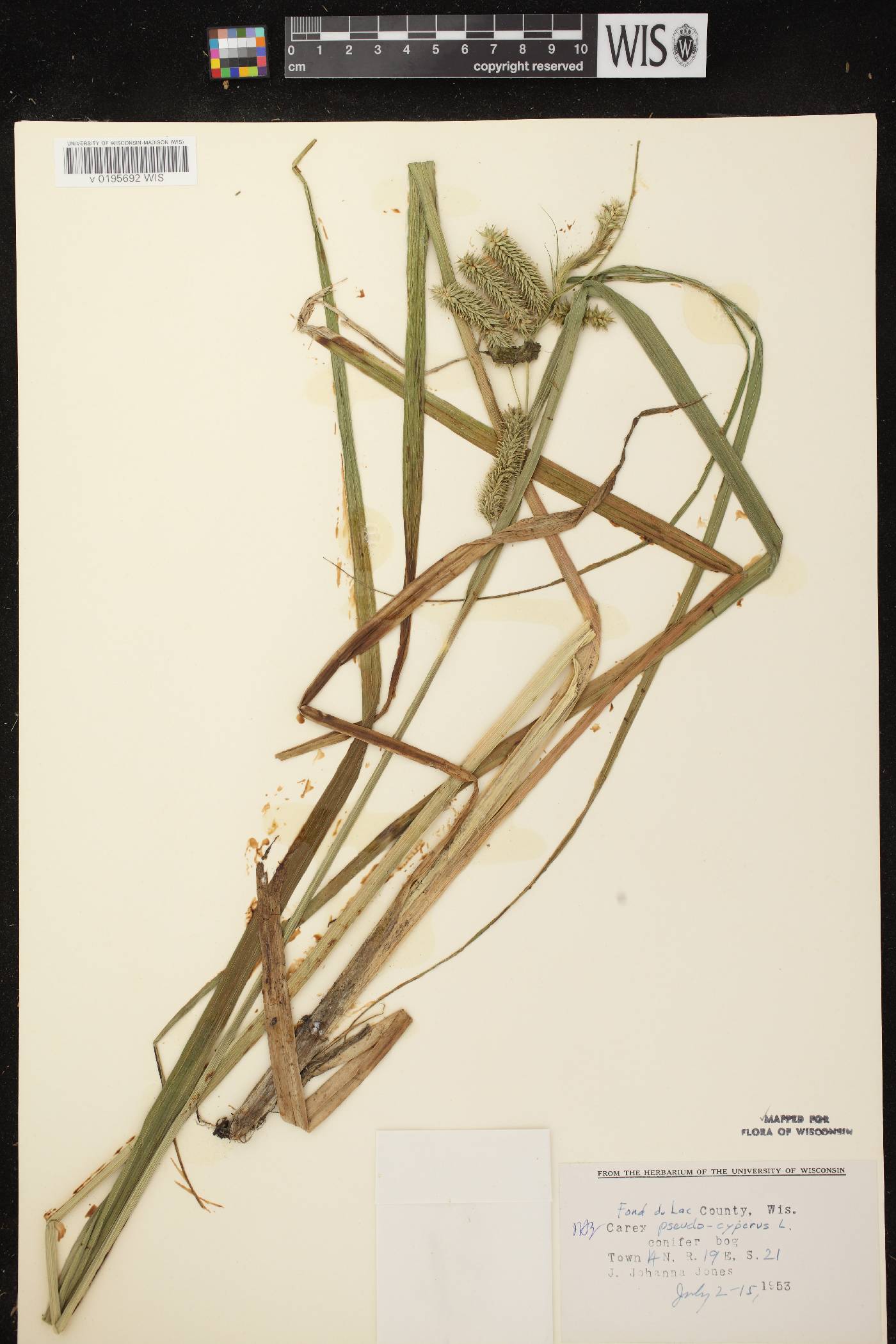 Carex pseudocyperus image