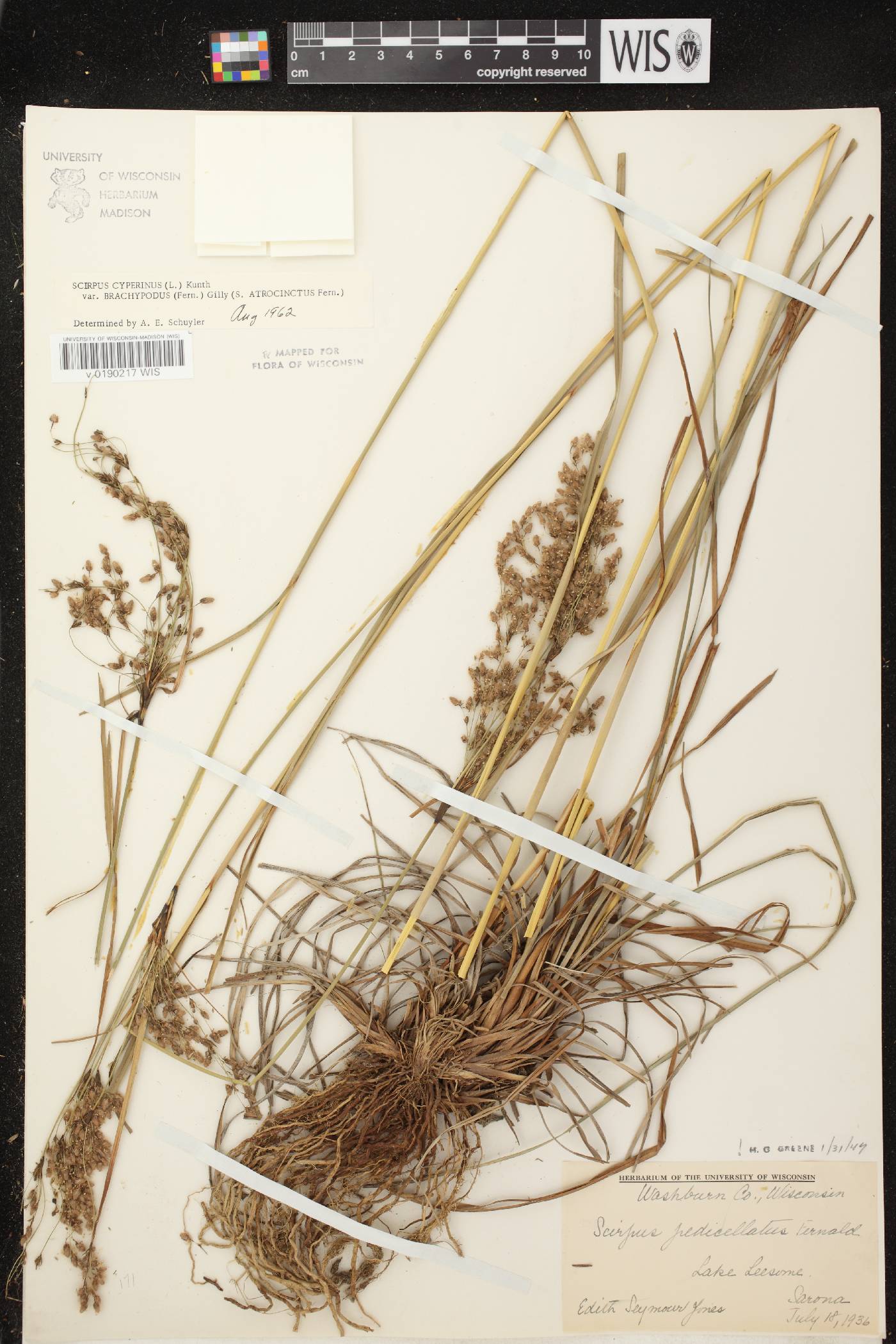 Scirpus atrocinctus image