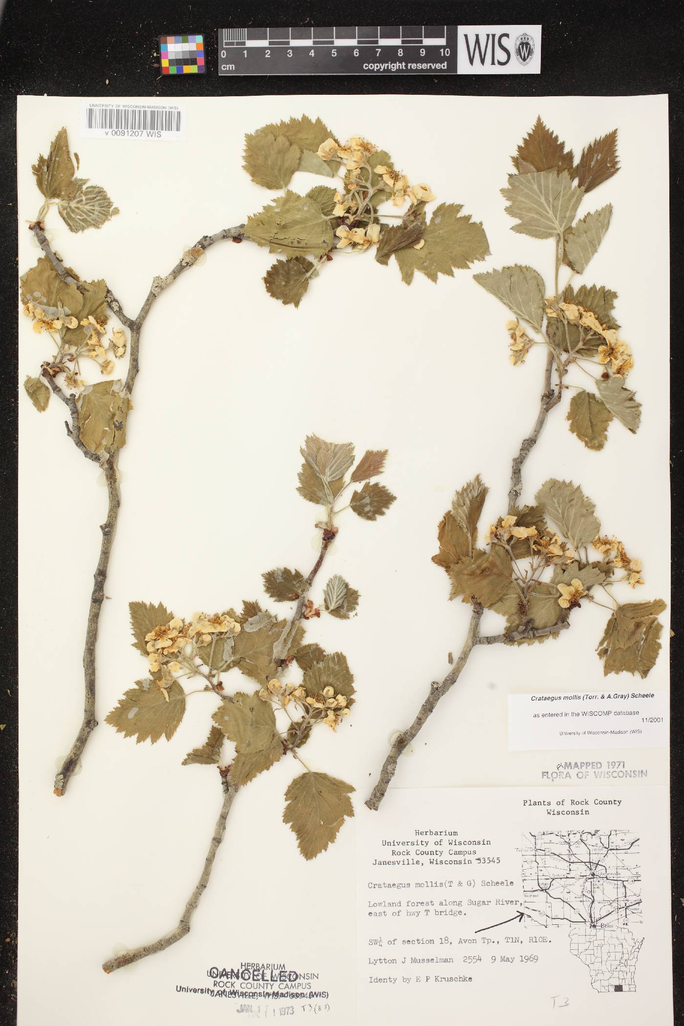 Crataegus mollis image
