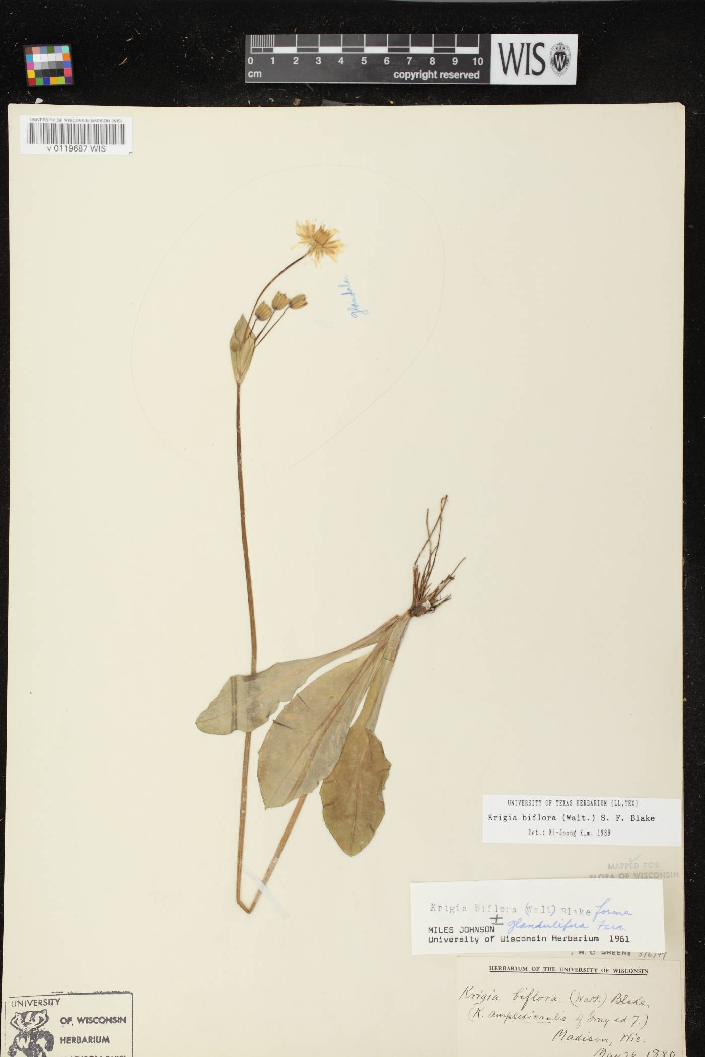 Krigia biflora image