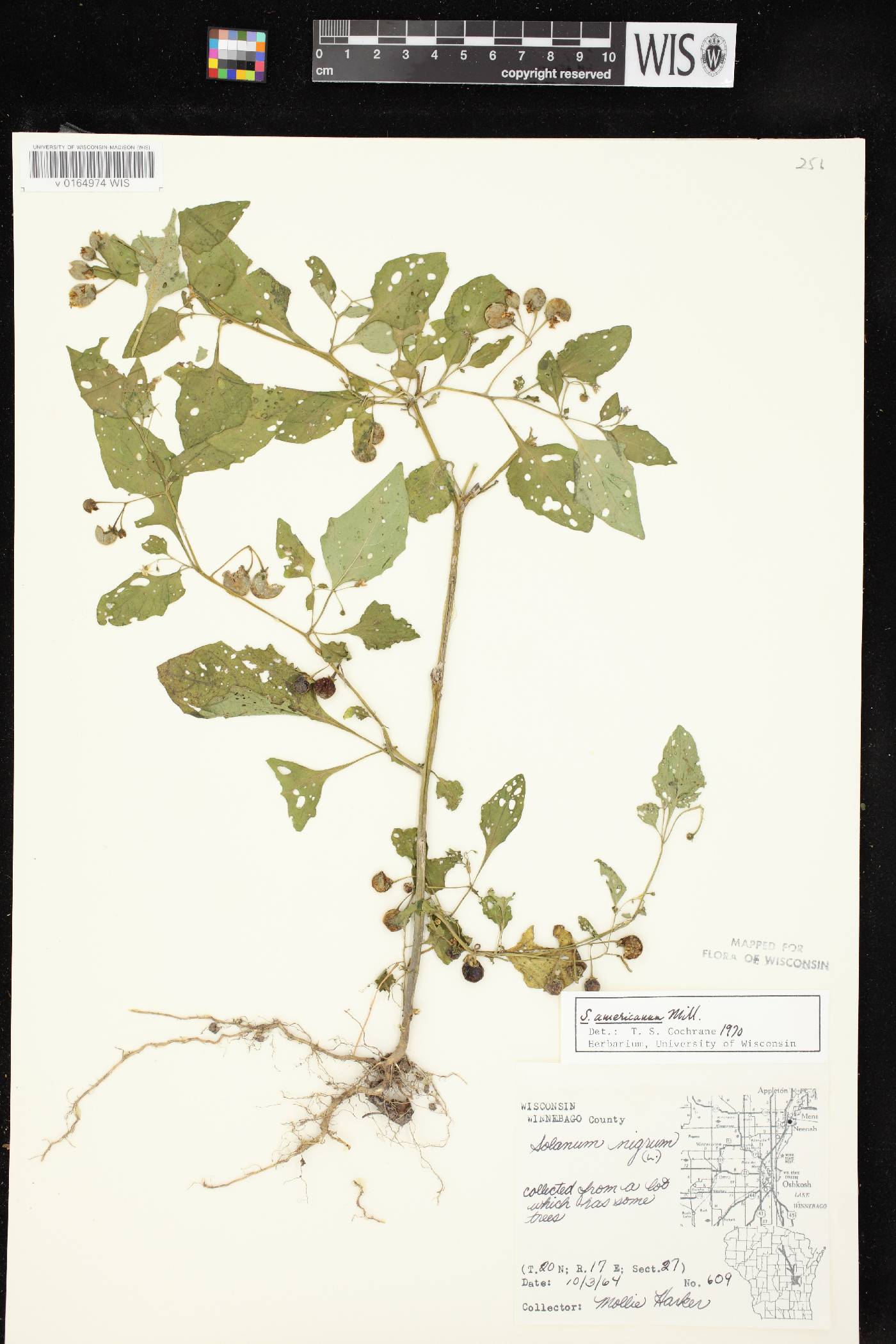 Solanum ptychanthum image