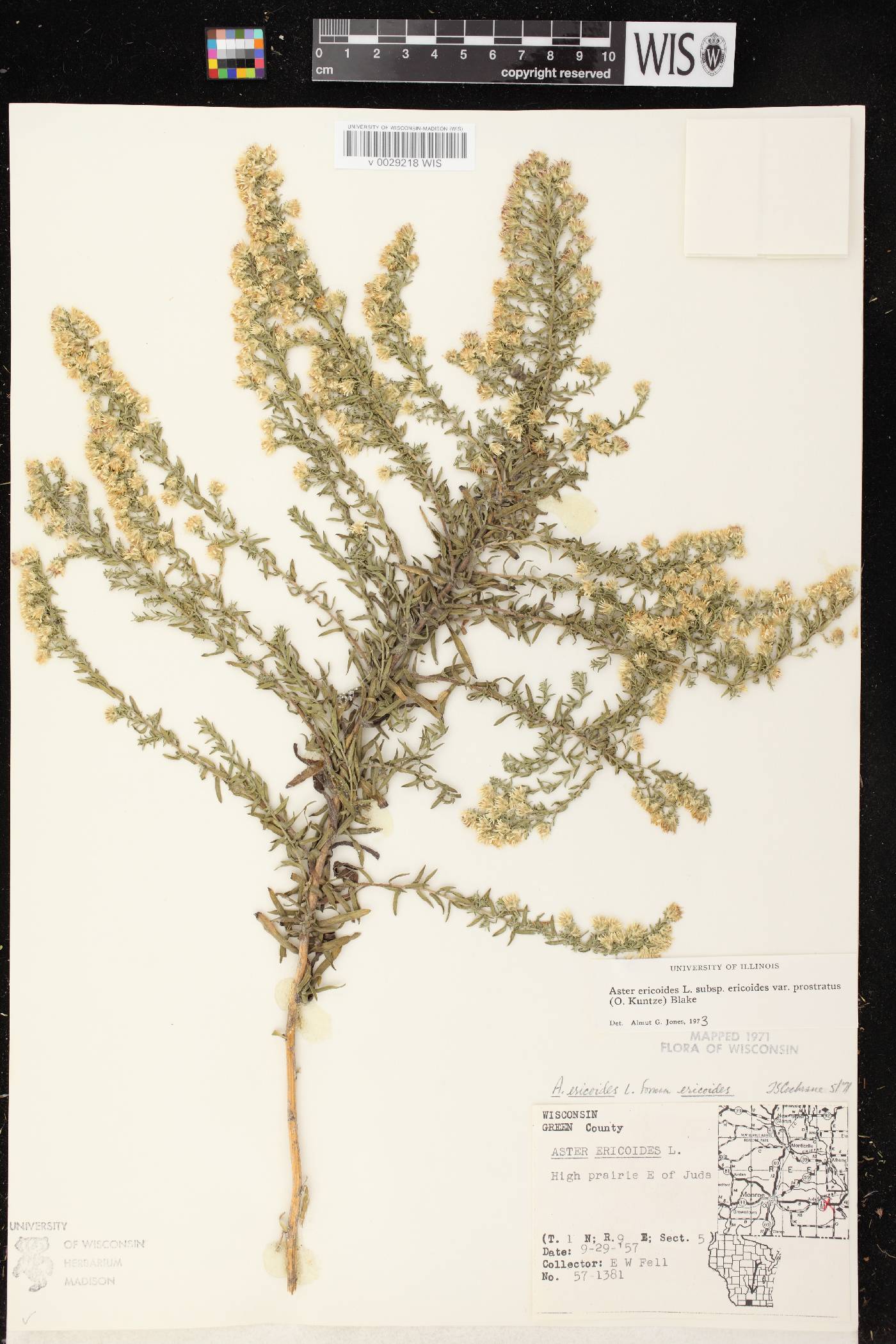 Symphyotrichum ericoides image
