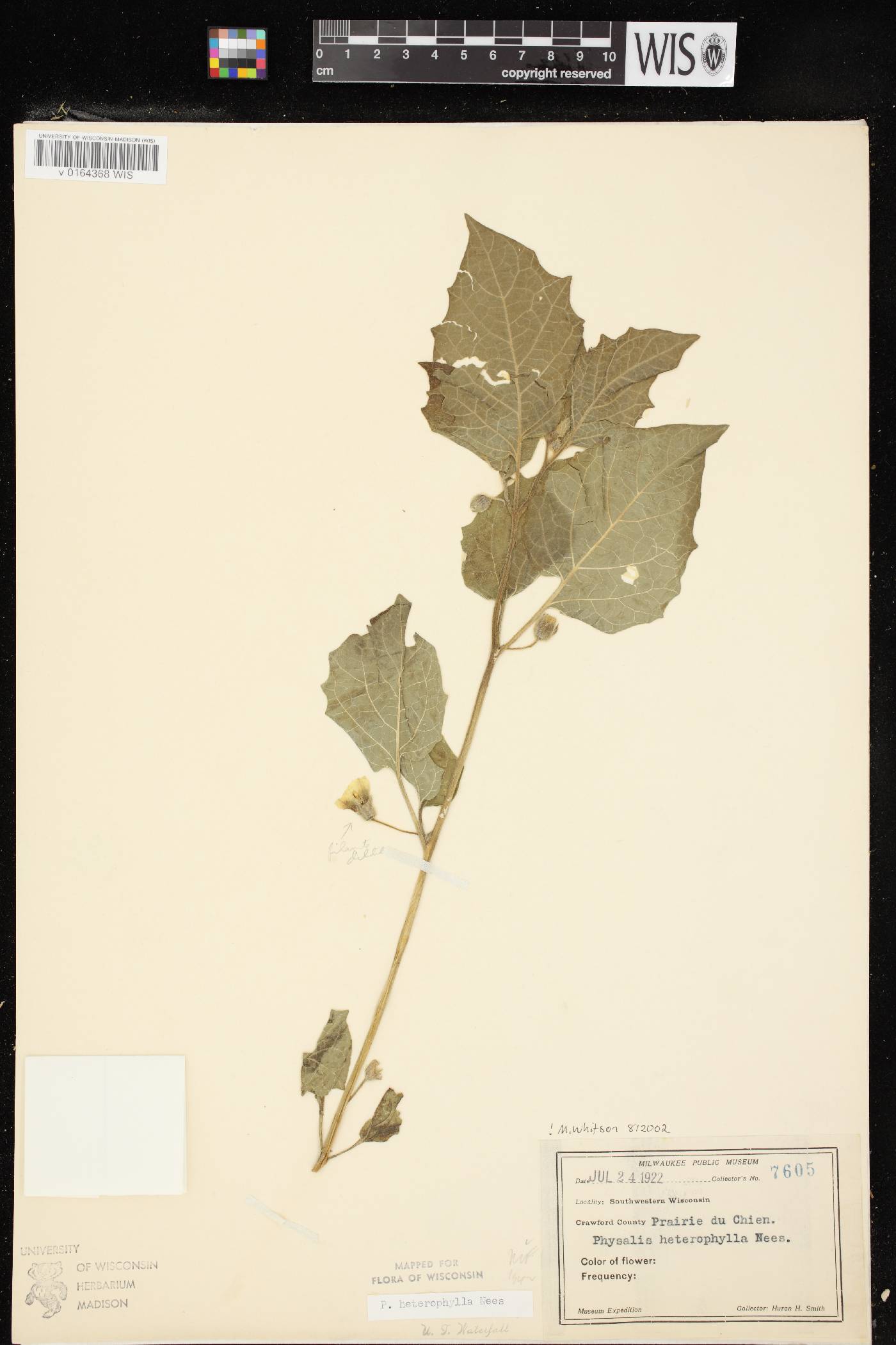 Physalis heterophylla image
