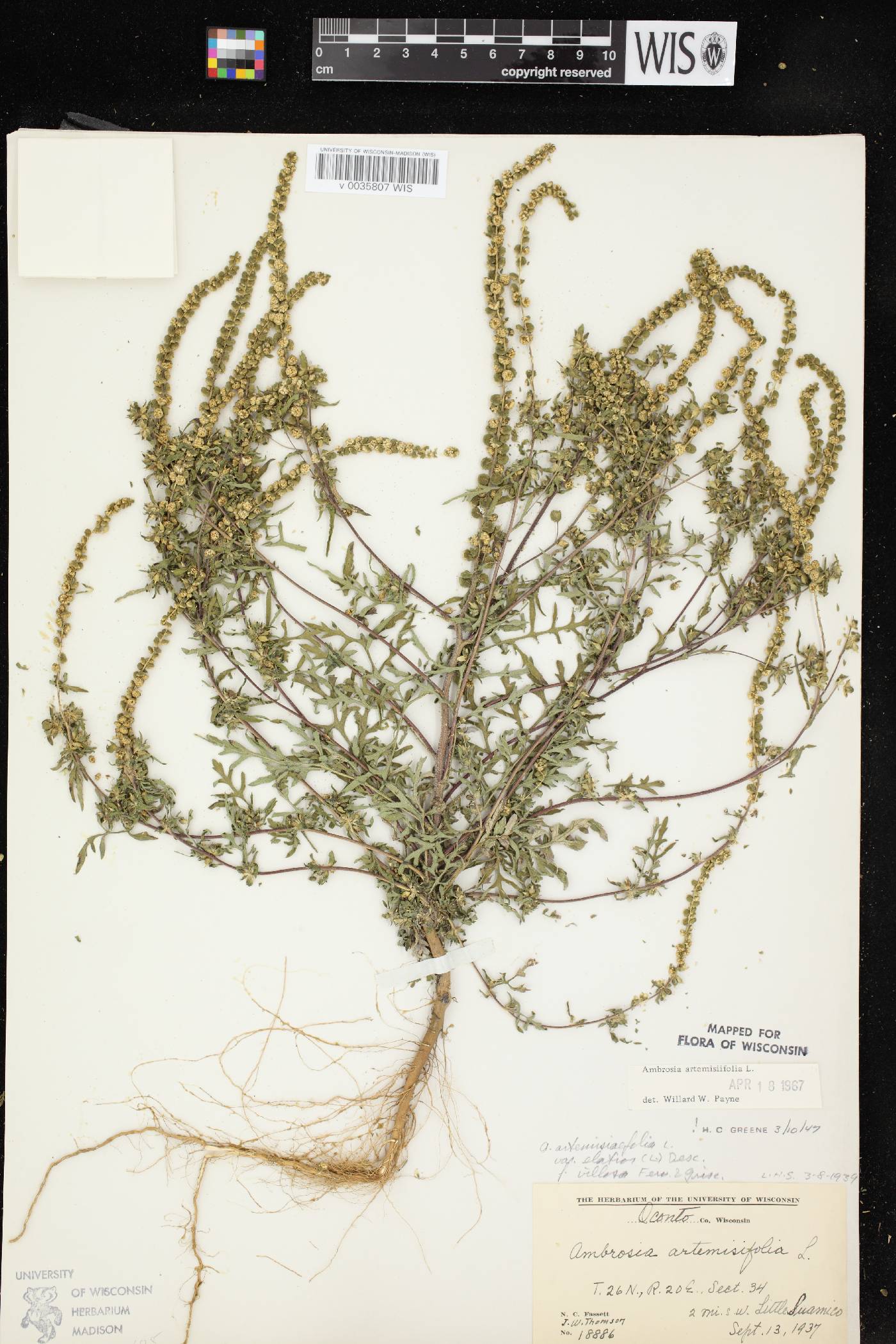 Ambrosia artemisiifolia image