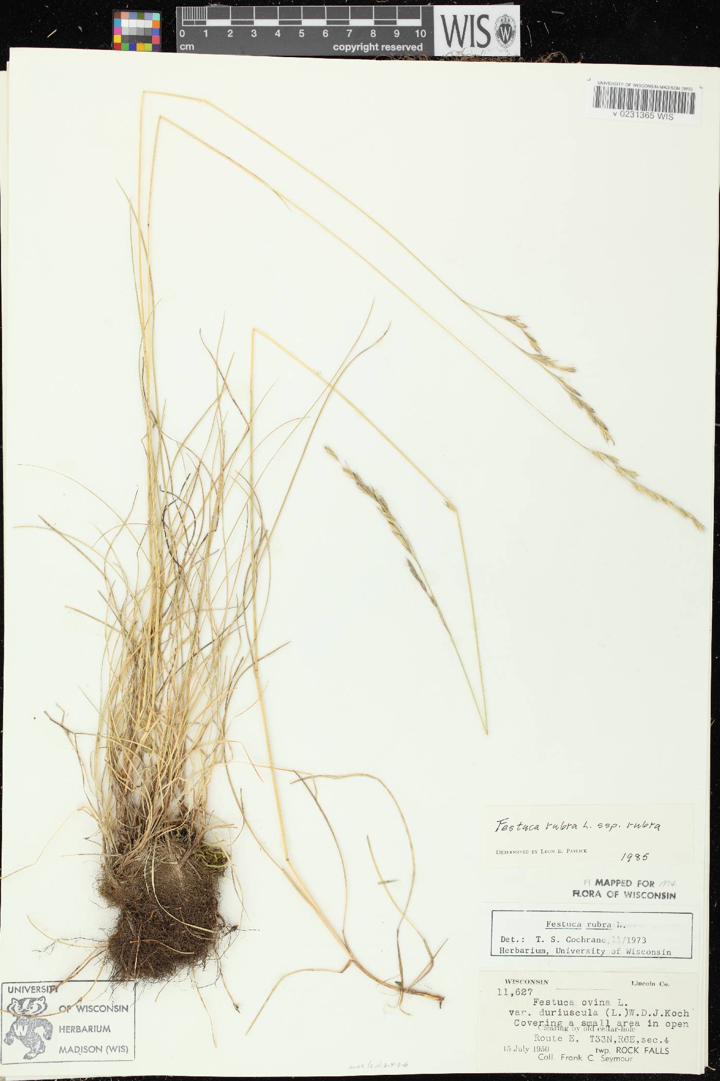 Festuca rubra subsp. rubra image
