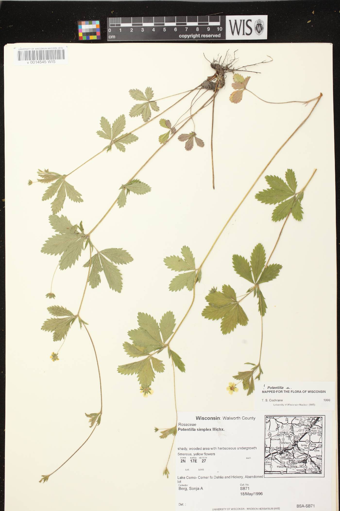 Potentilla simplex image