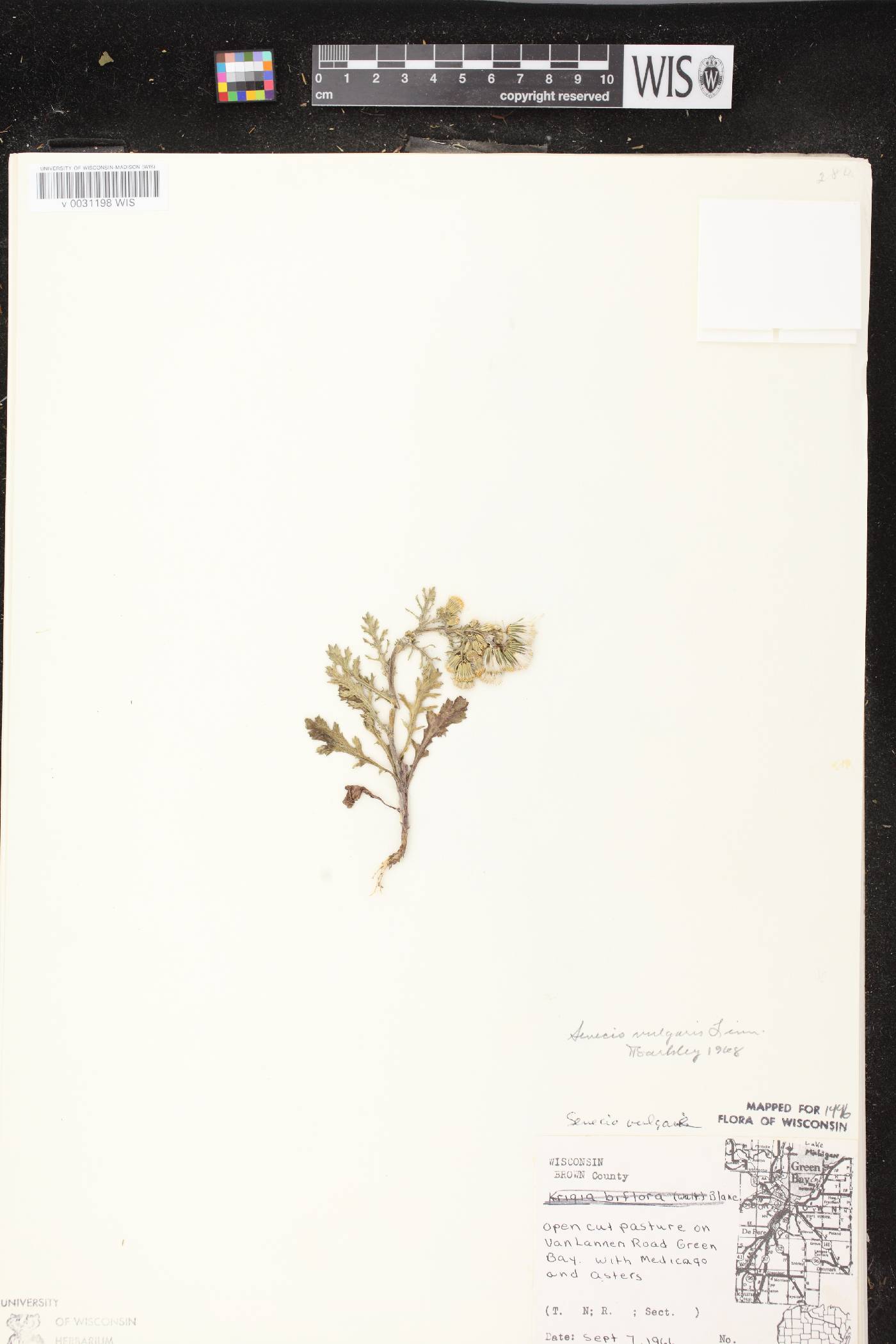 Senecio vulgaris image