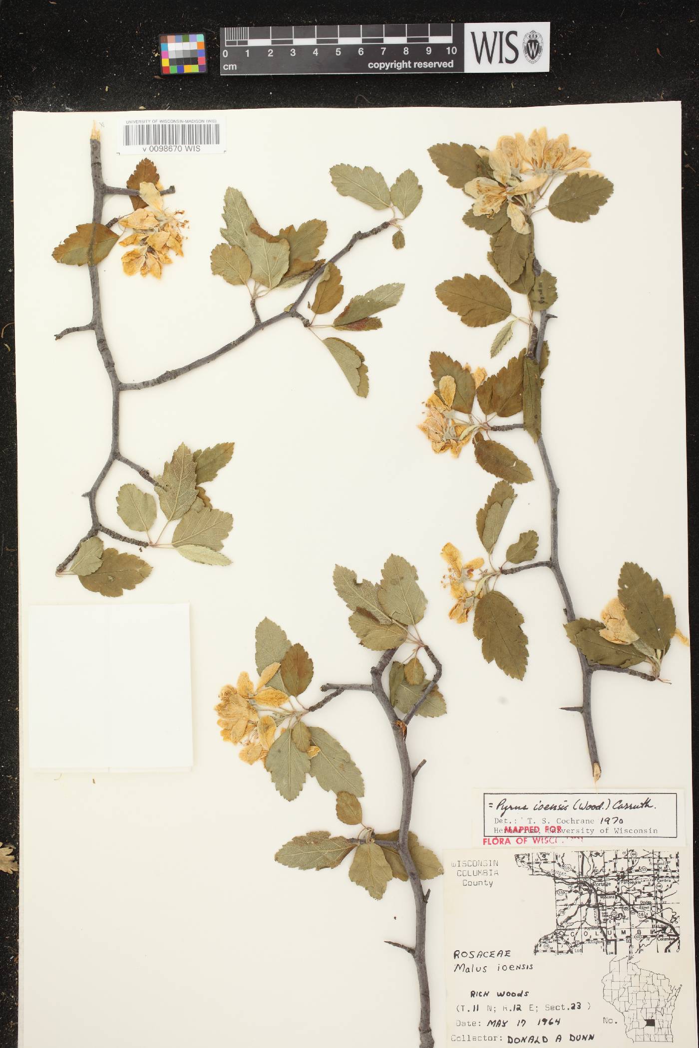 Malus ioensis image