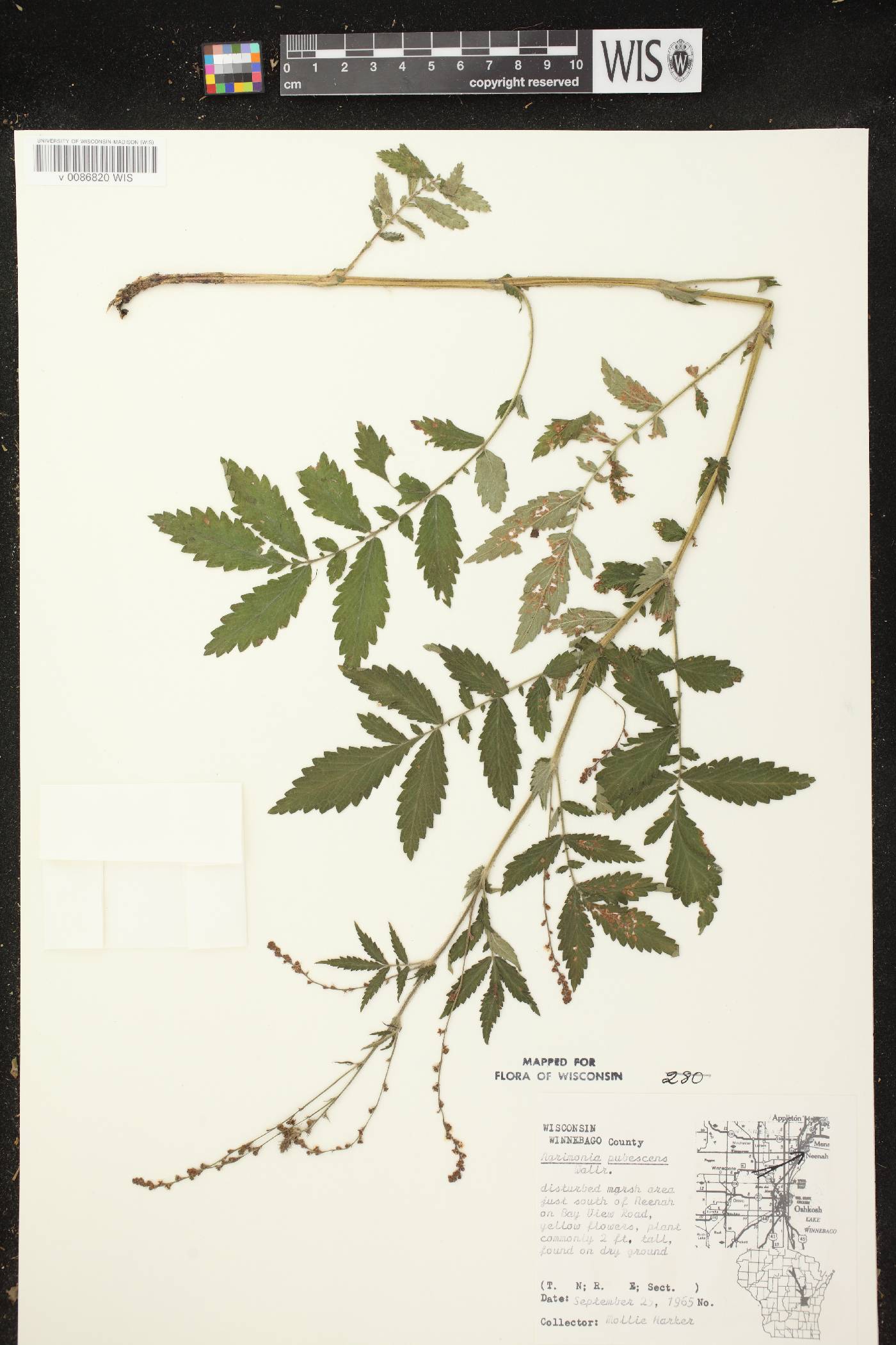 Agrimonia pubescens image