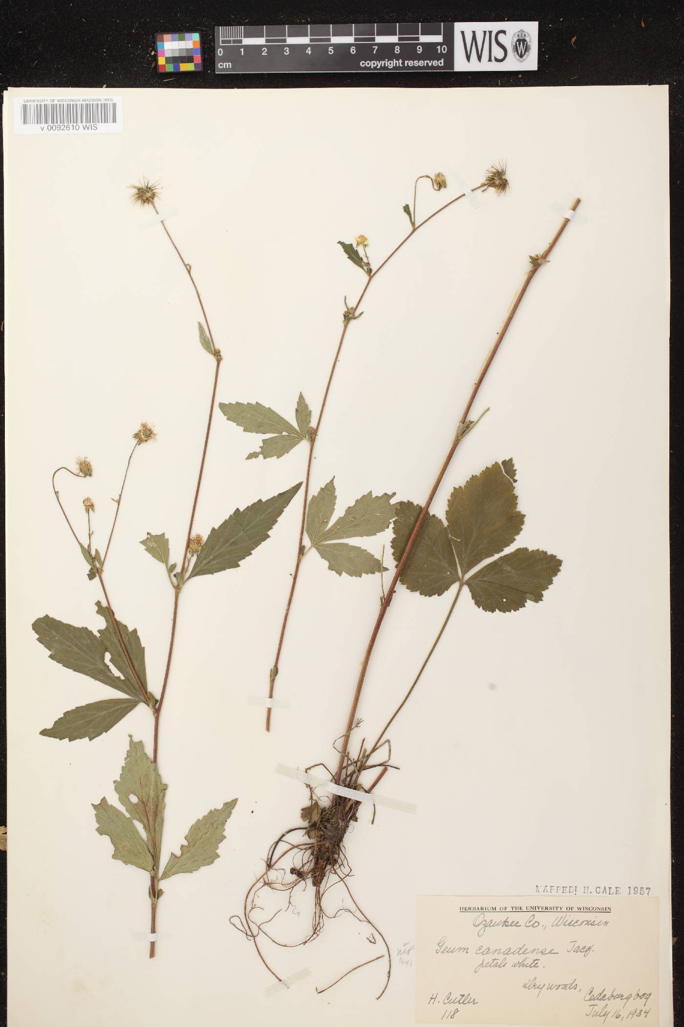 Geum canadense image