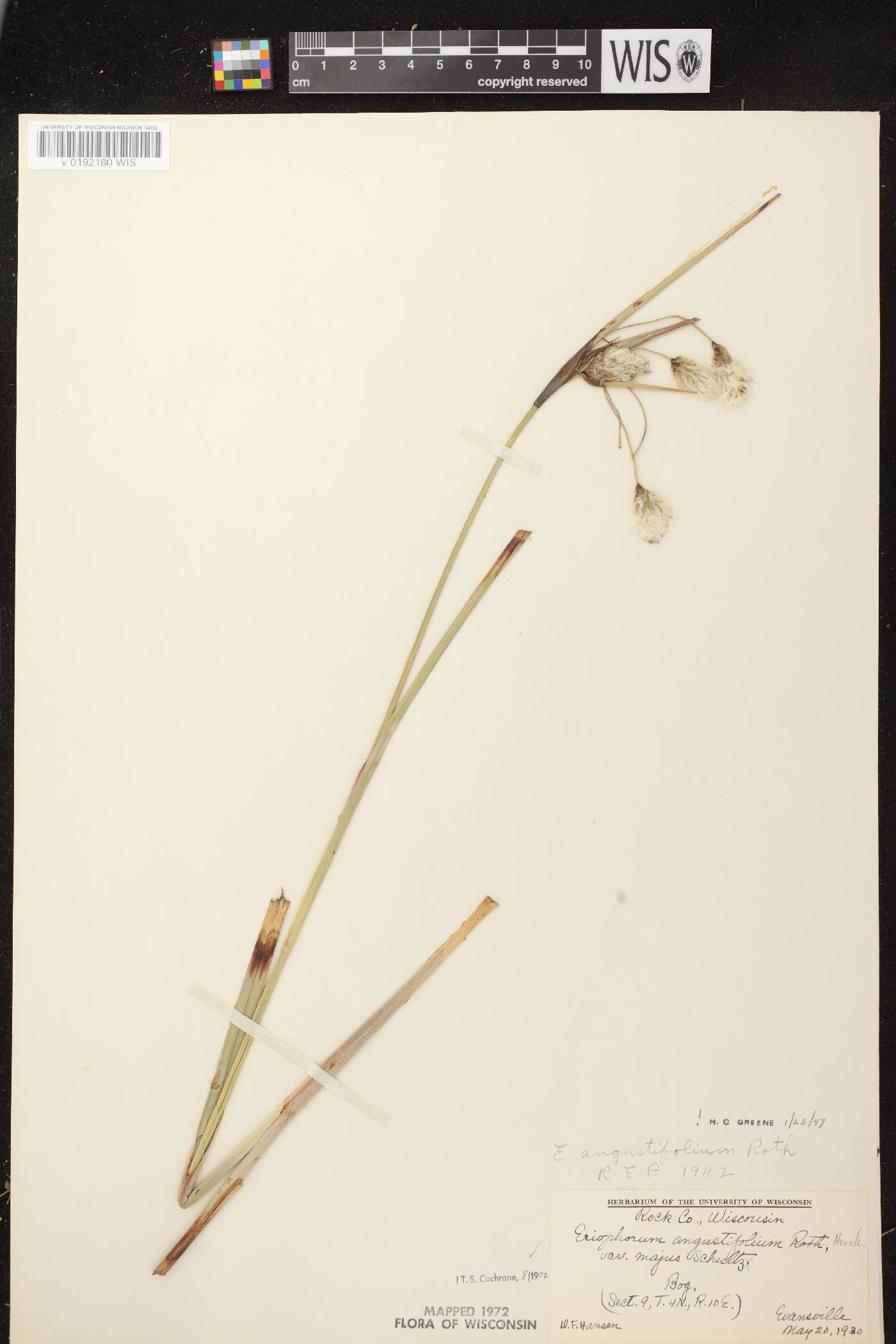 Eriophorum angustifolium subsp. angustifolium image