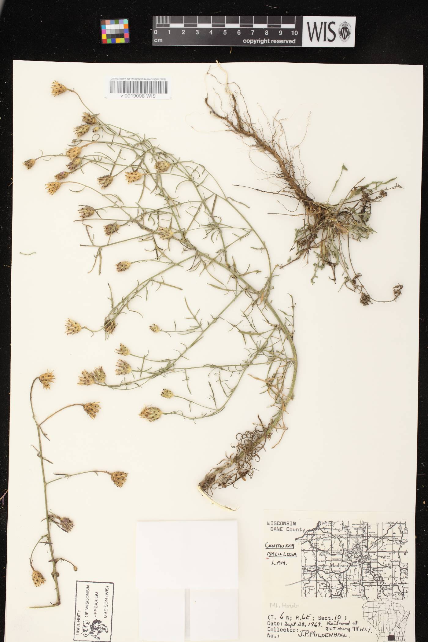 Centaurea stoebe image