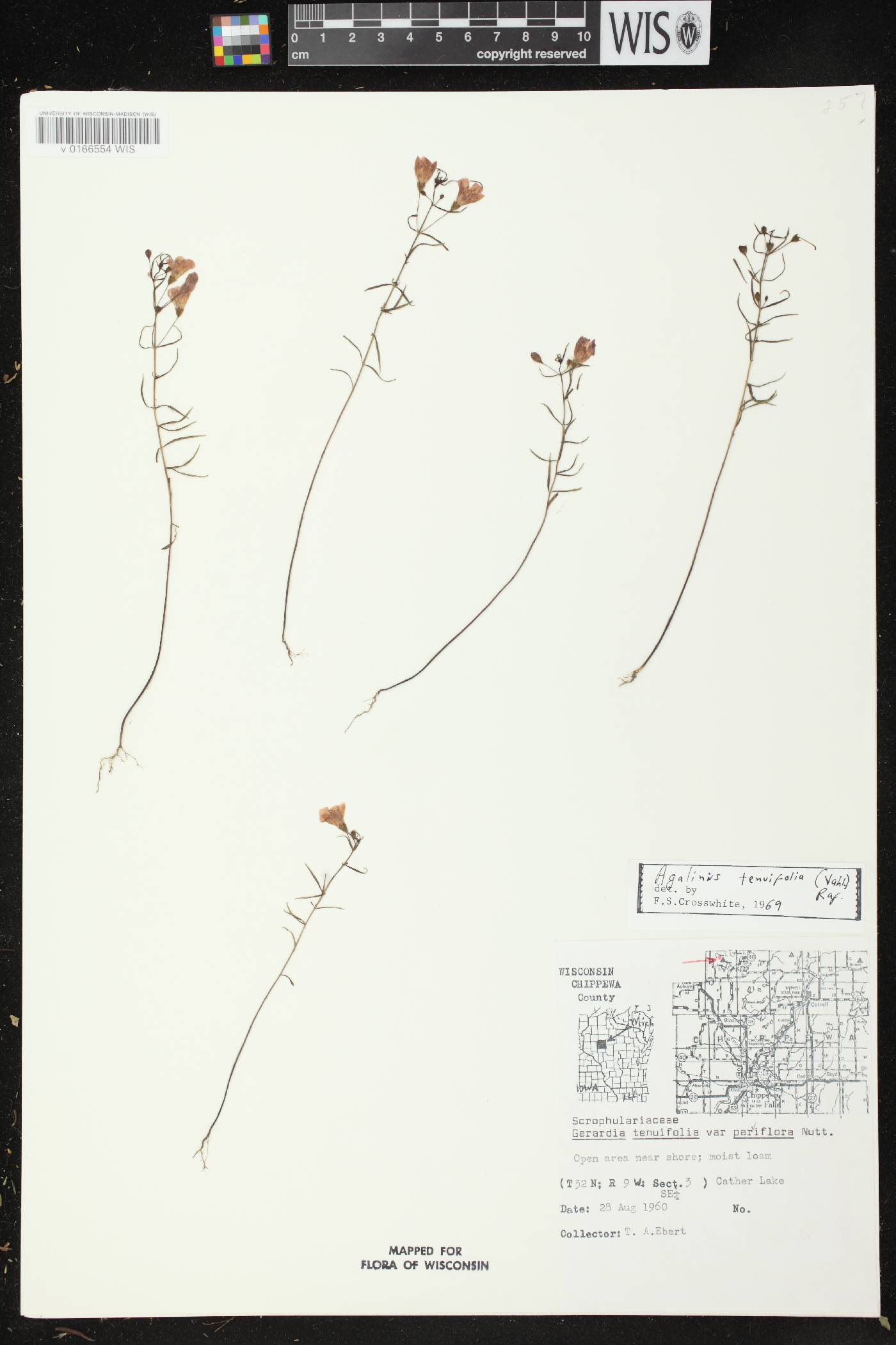 Agalinis tenuifolia image