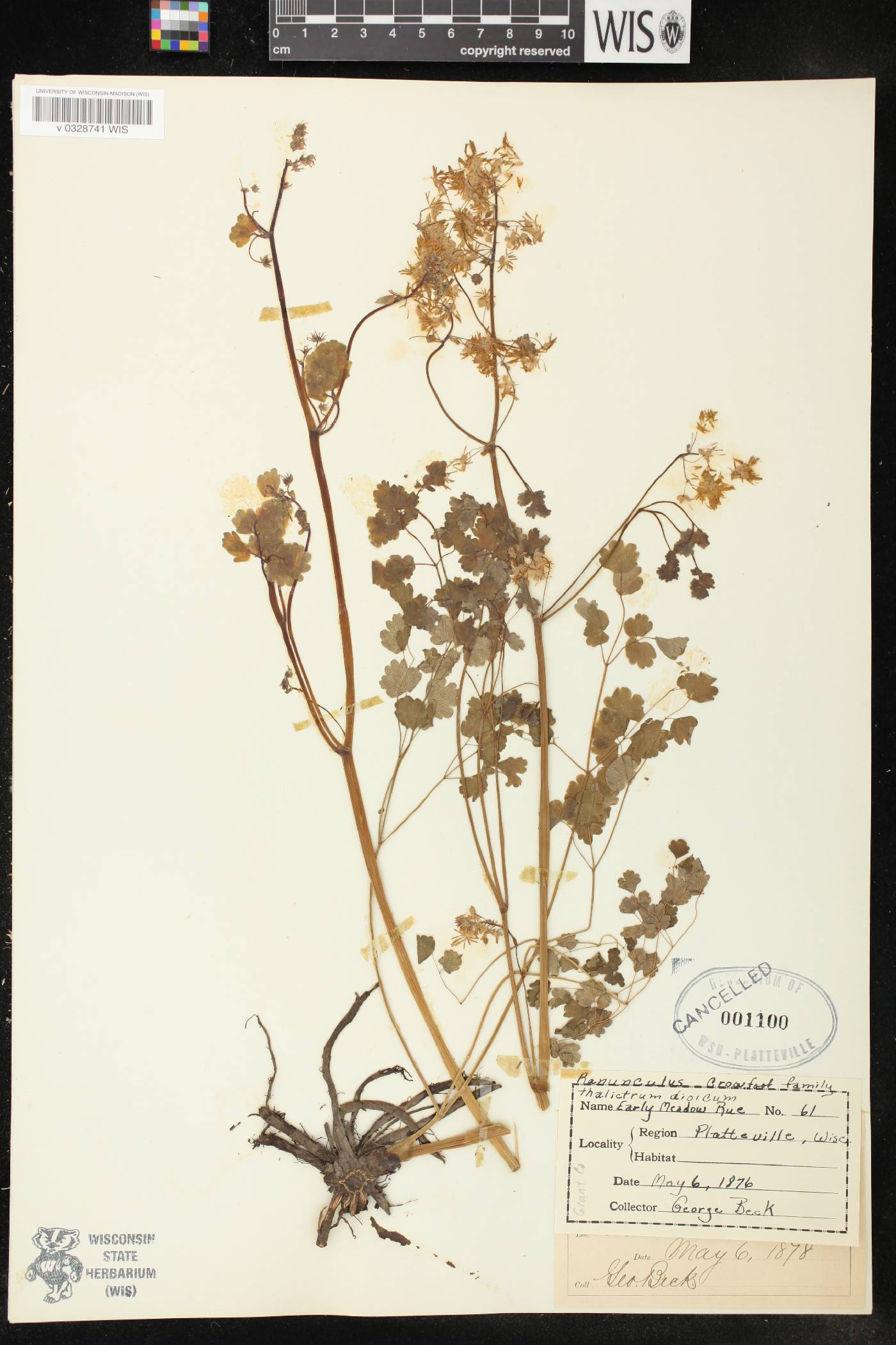 Thalictrum dioicum image