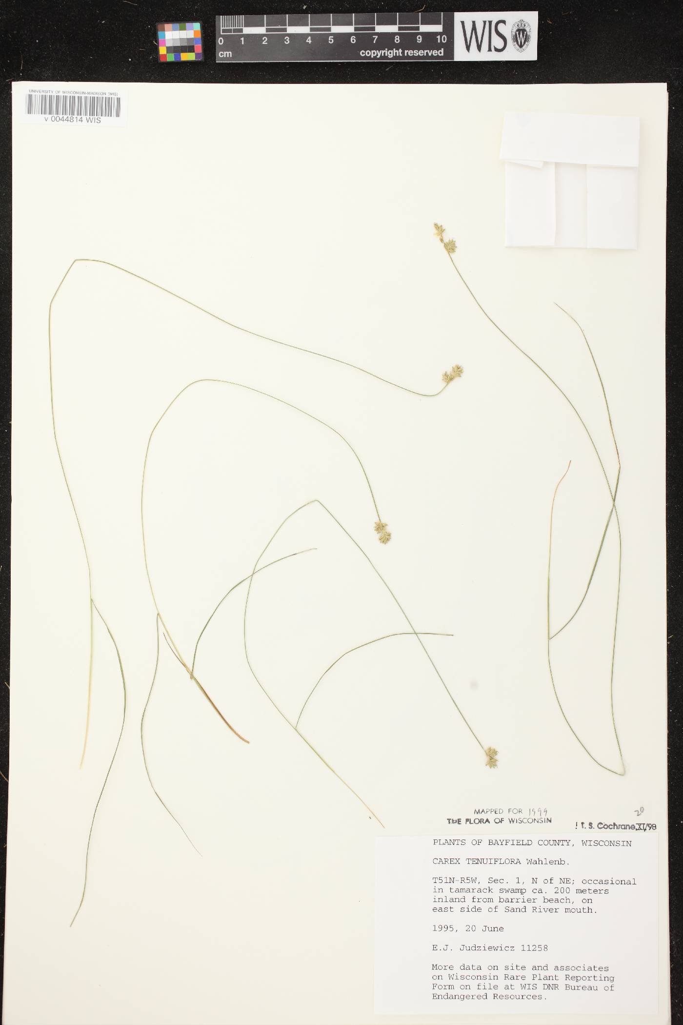 Carex tenuiflora image