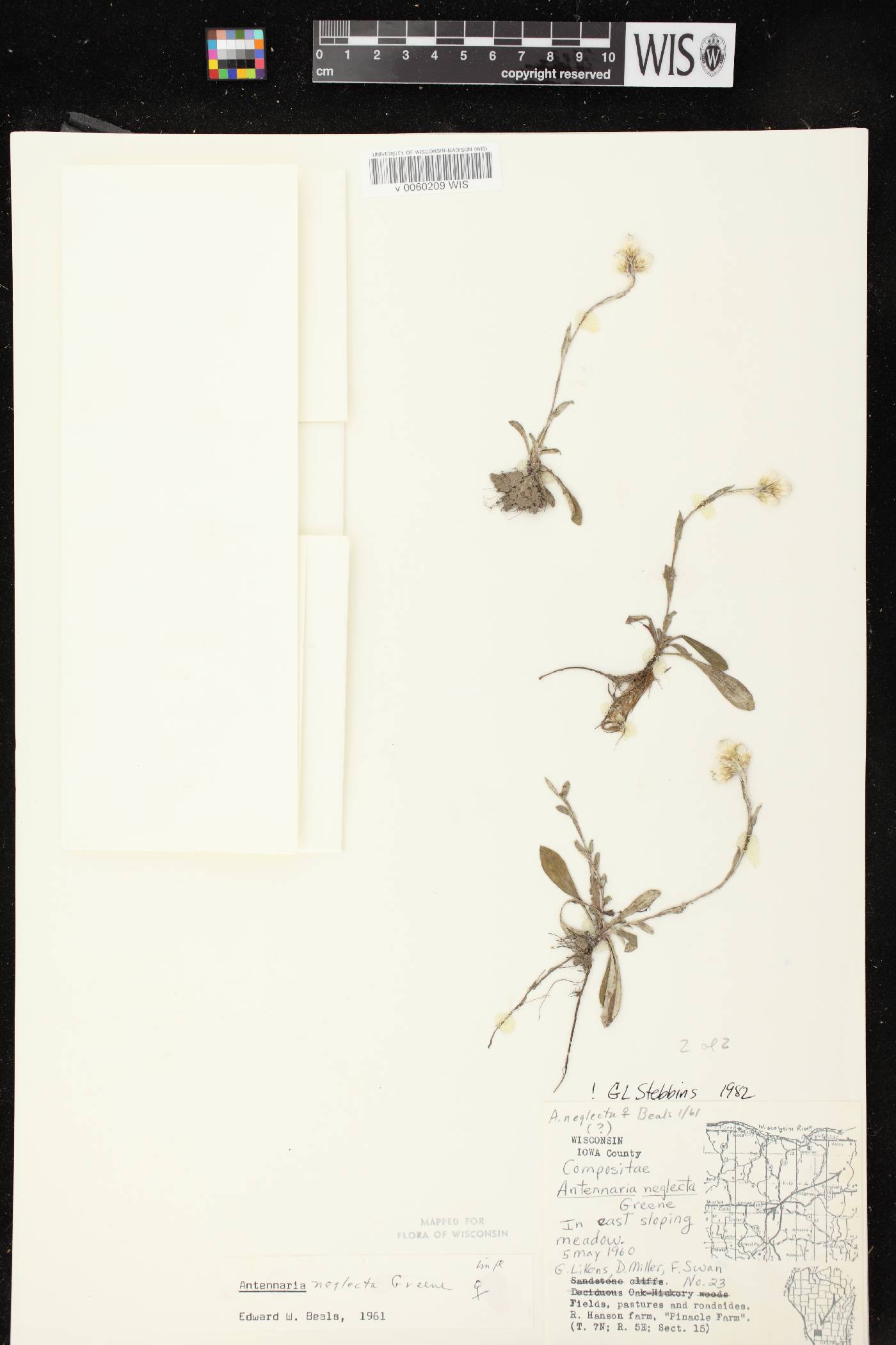 Antennaria neglecta image
