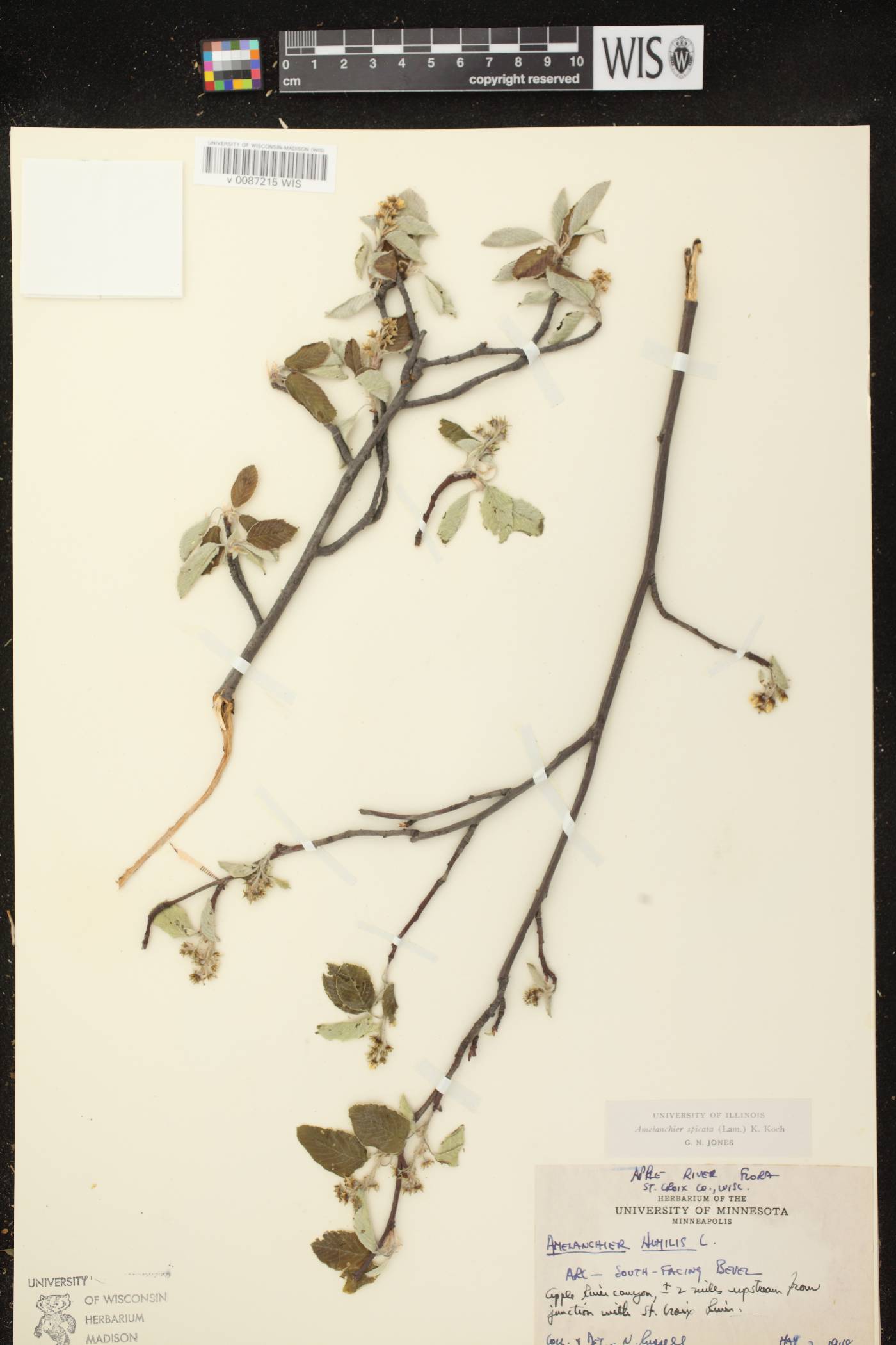 Amelanchier spicata image
