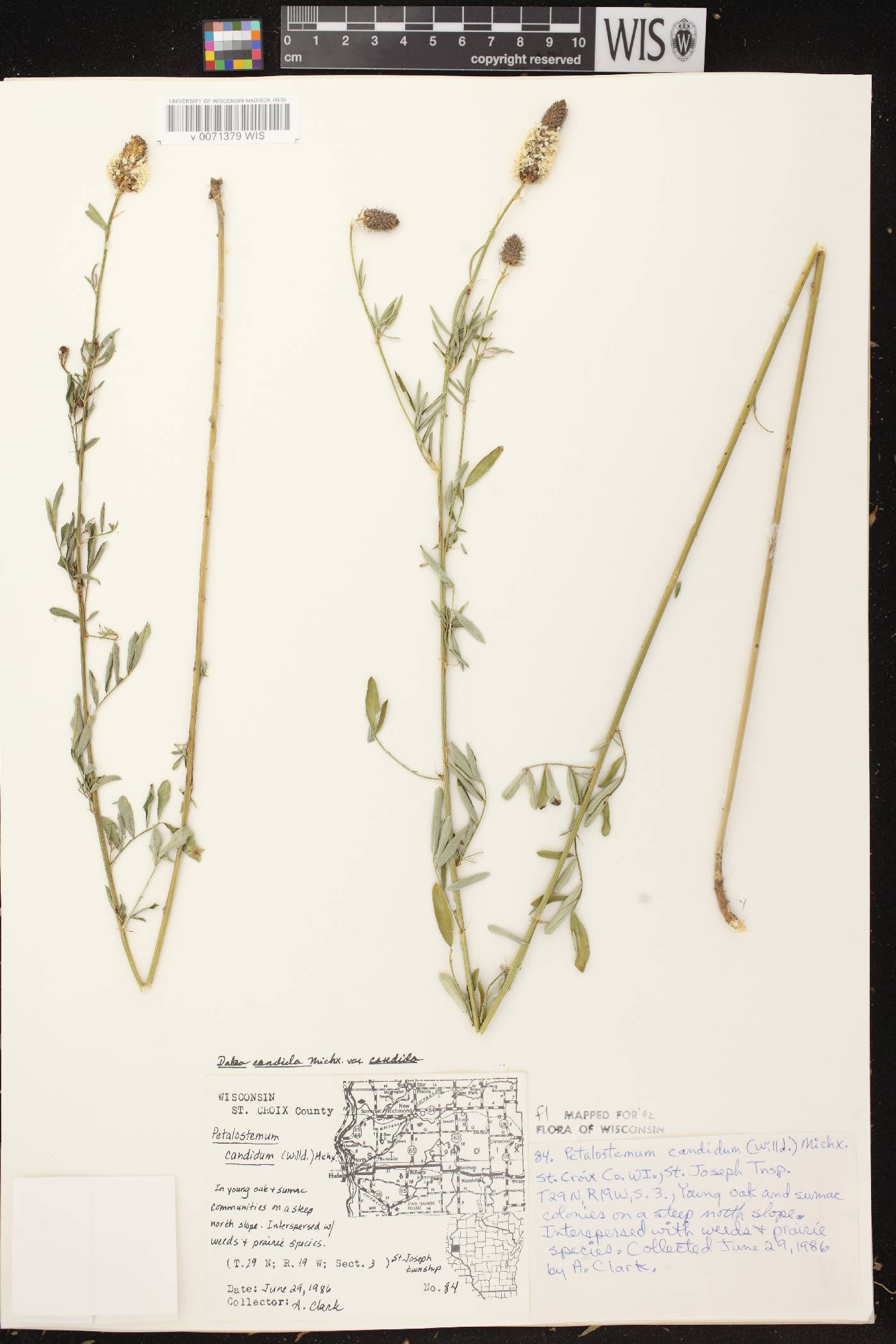 Dalea candida image