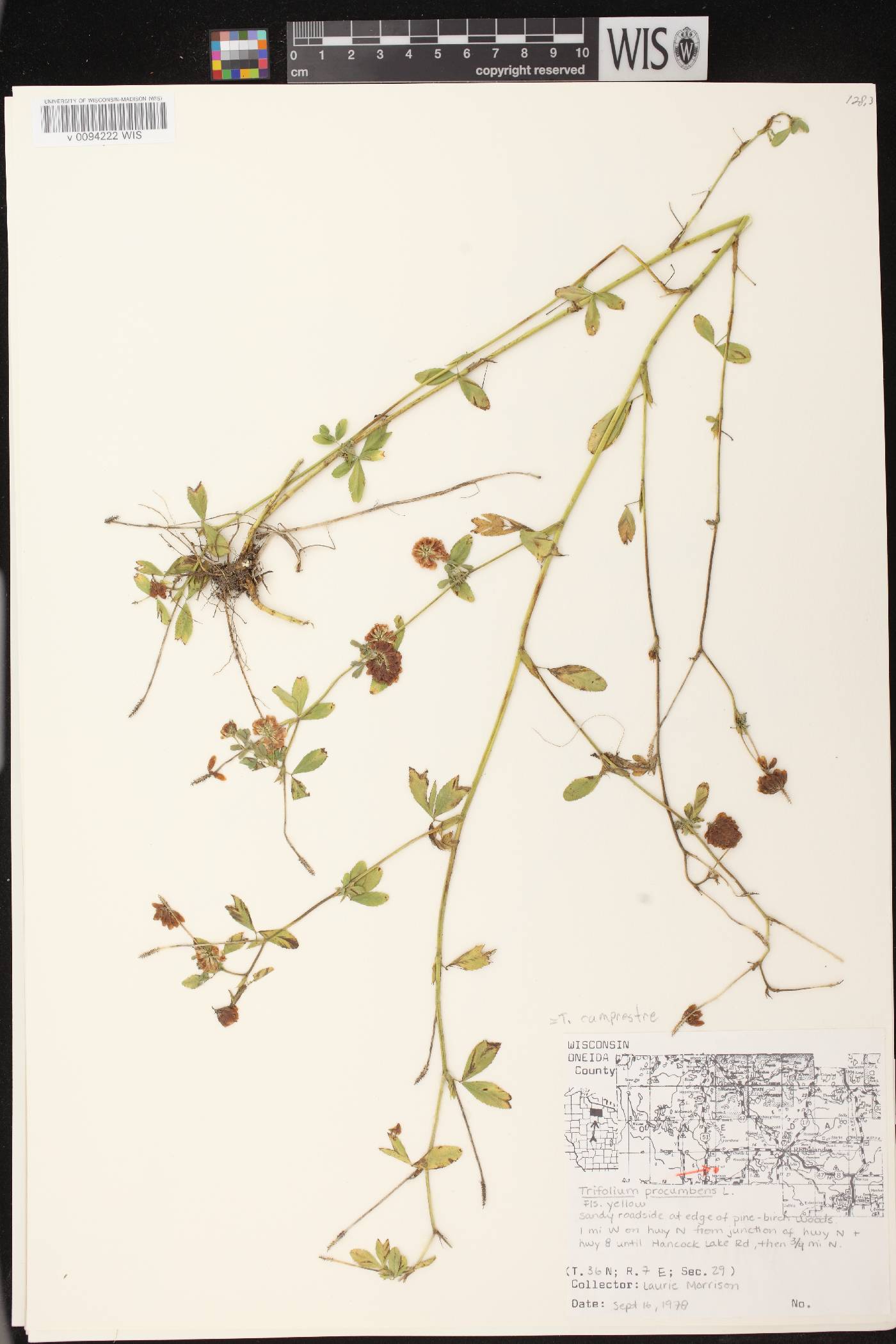 Trifolium aureum image