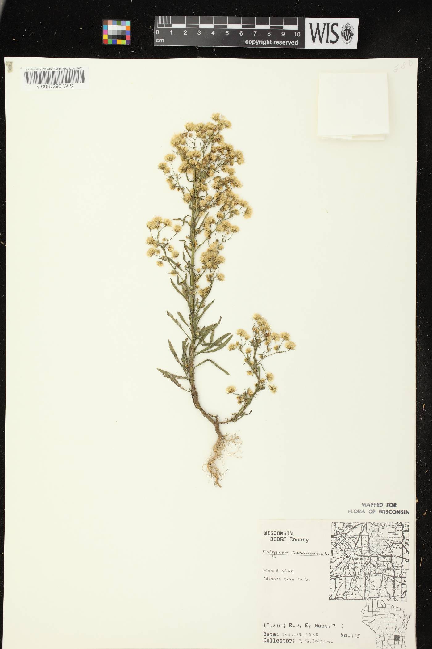 Conyza canadensis image