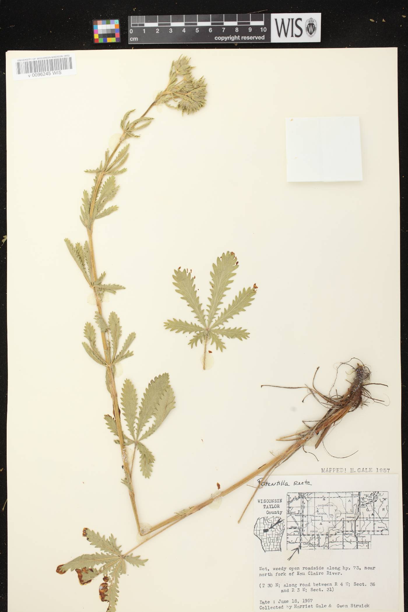 Potentilla recta image