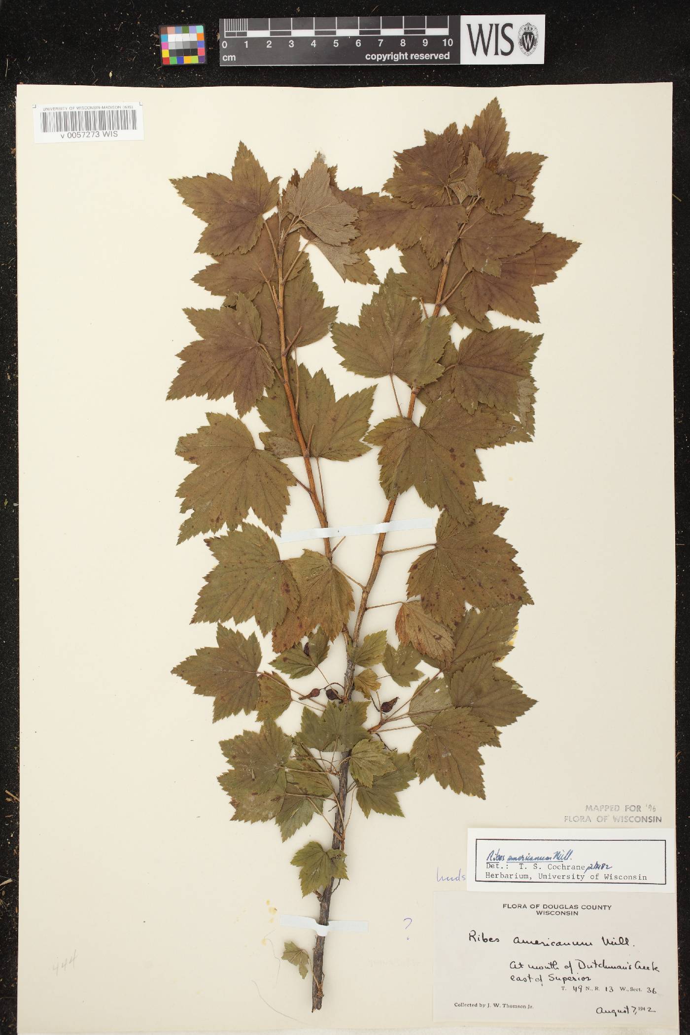 Ribes americanum image