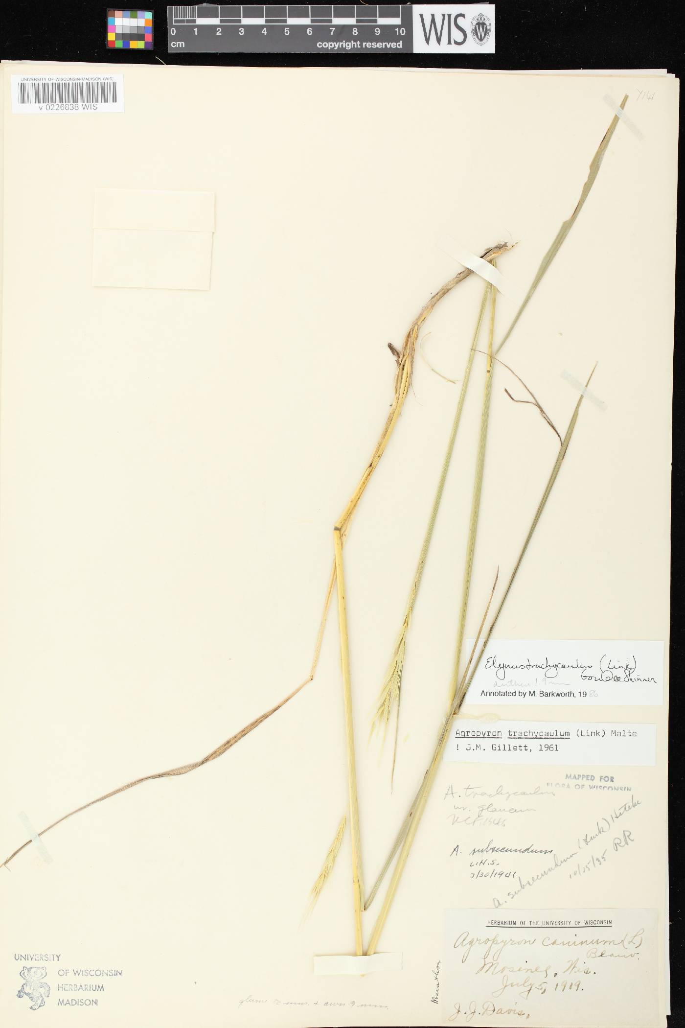 Elymus trachycaulus subsp. subsecundus image