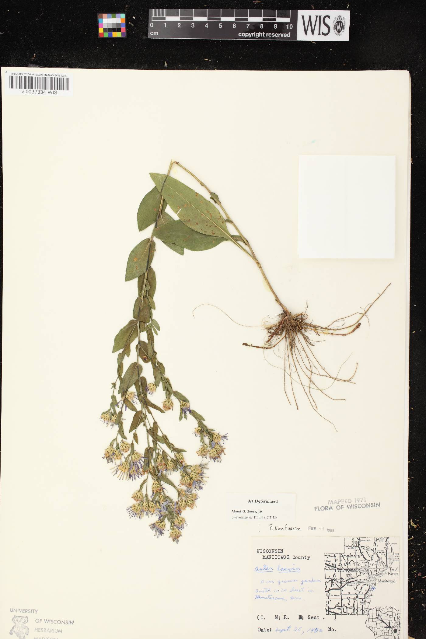 Symphyotrichum laeve image