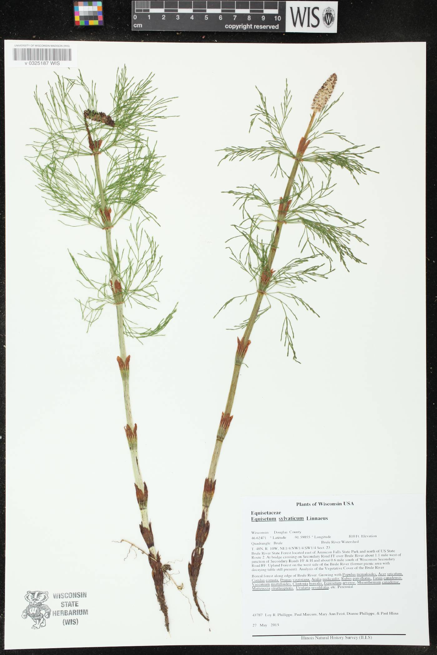 Equisetum sylvaticum image
