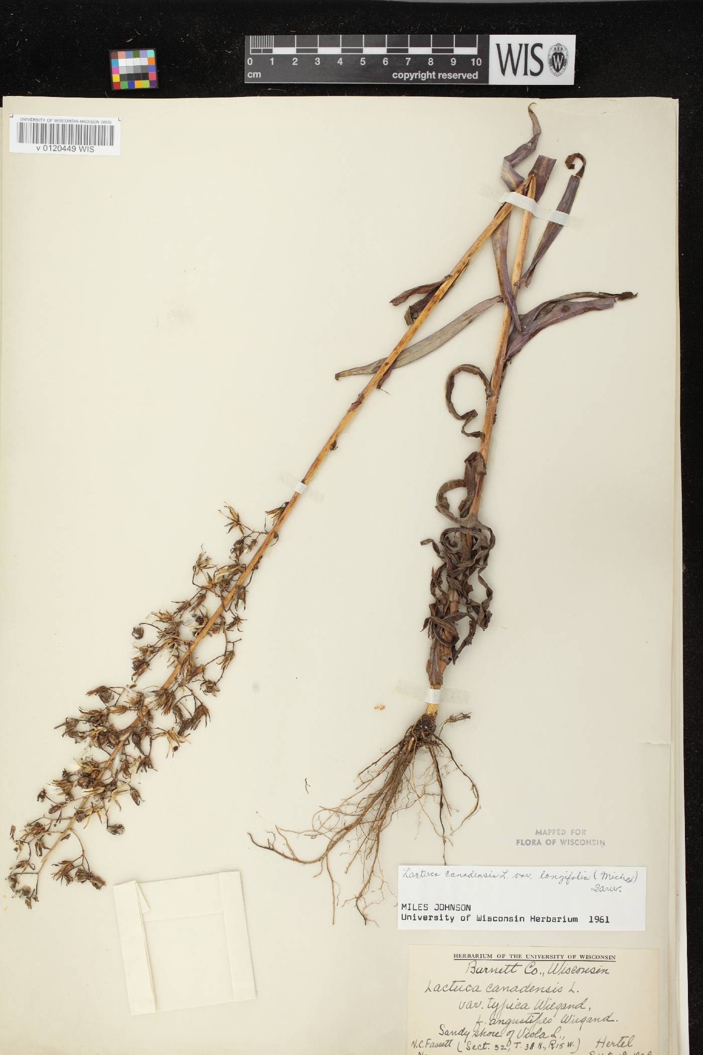 Lactuca canadensis image