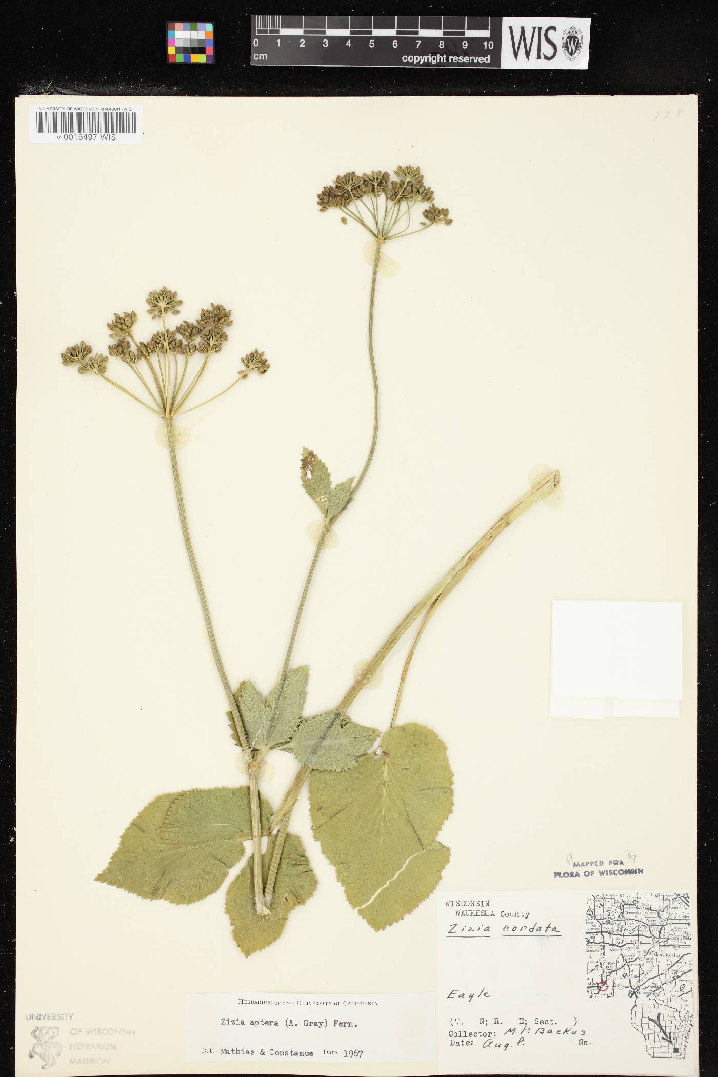 Zizia aptera image