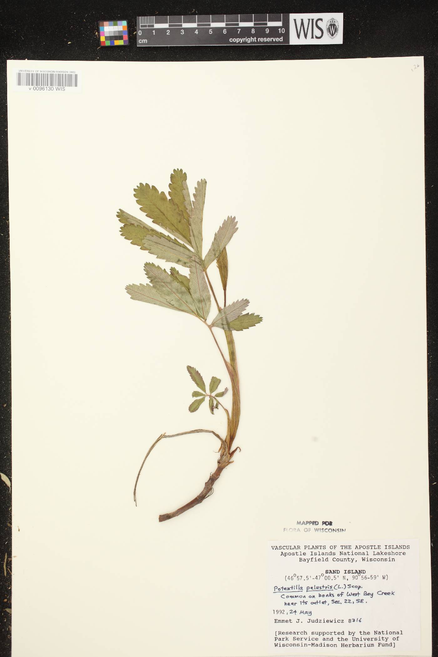 Comarum palustre image
