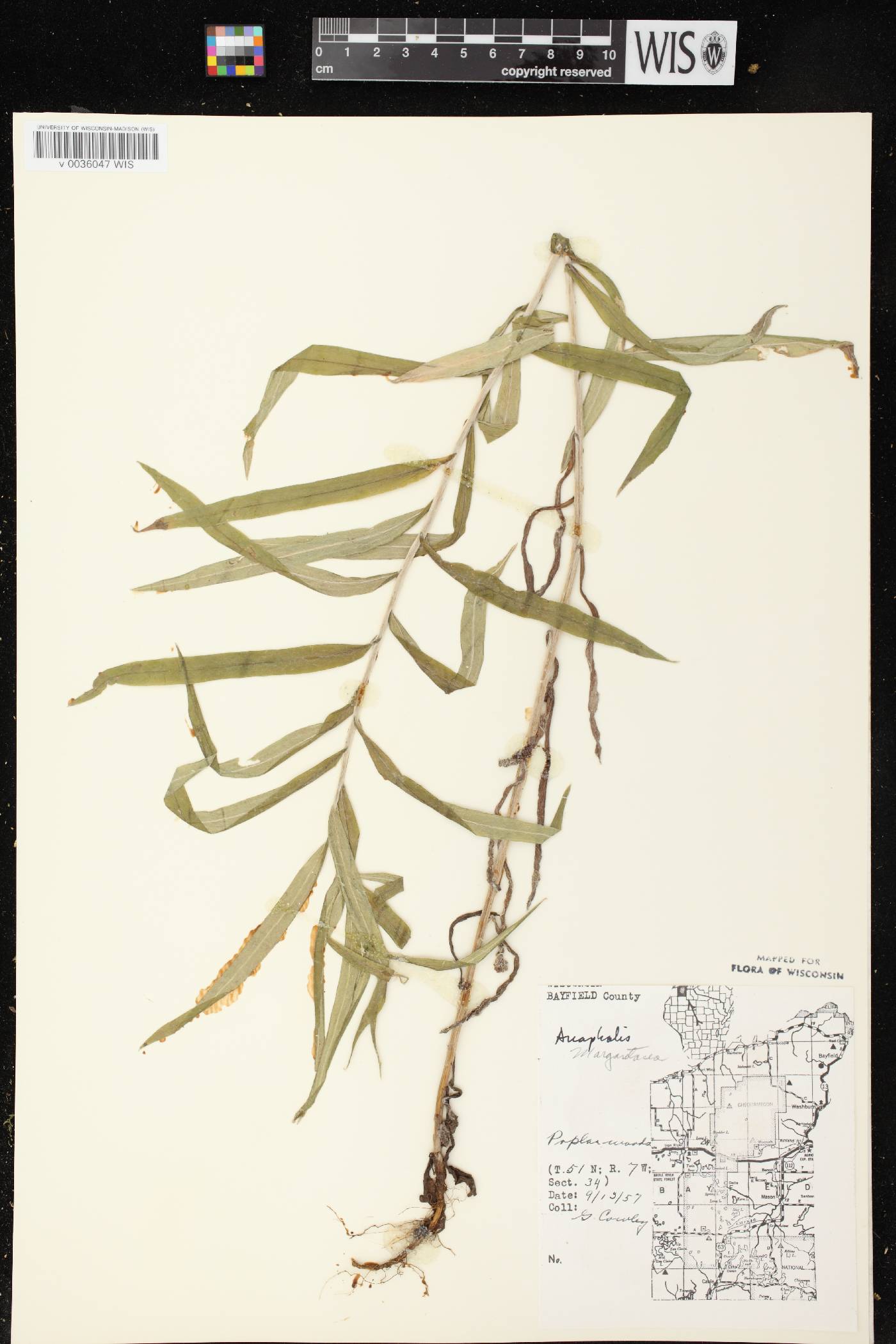 Anaphalis margaritacea image